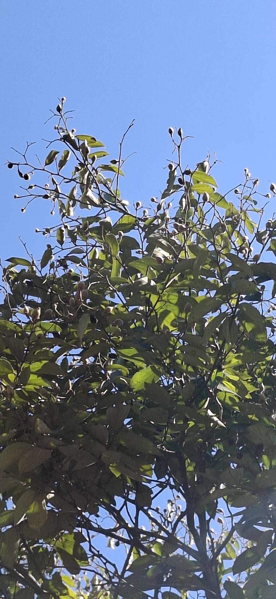 Photo of Luehea divaricata (10/12)