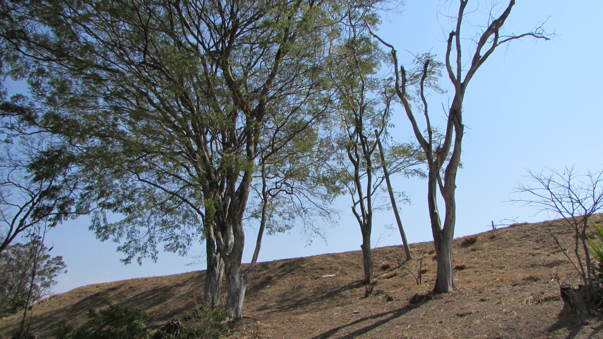 Photo of Angiospermae
