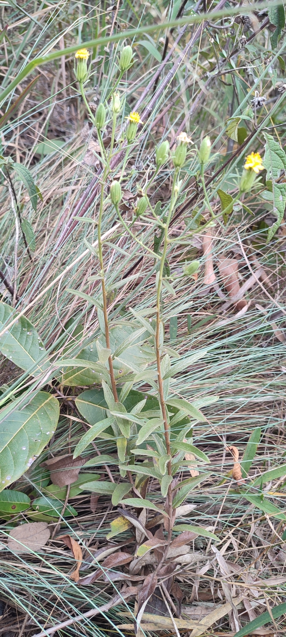 Photo of Trixis glutinosa (1/12)