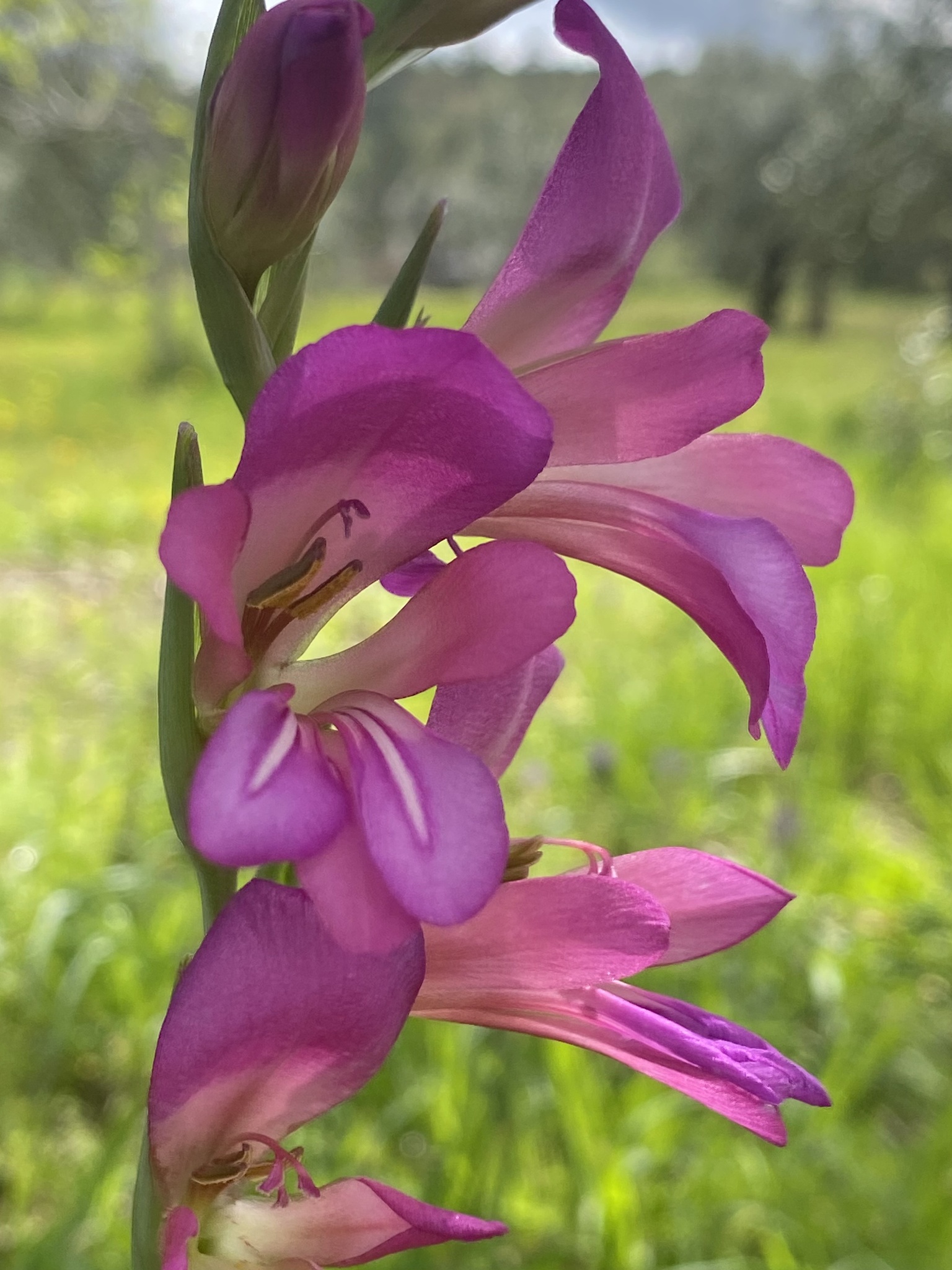 Photo of Field Gladiolus (4/12)