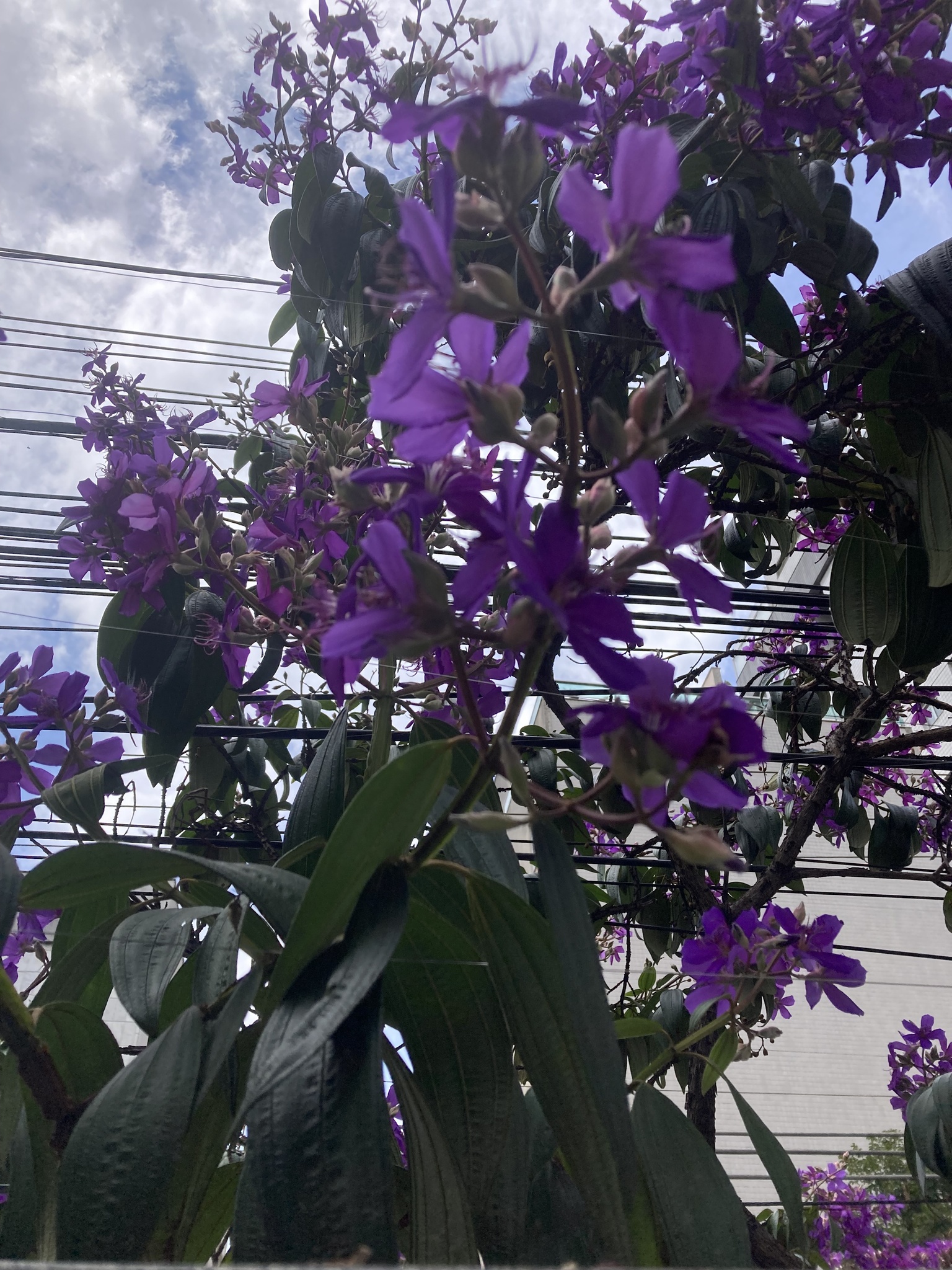 Photo of Glory Bush Tree (4/12)