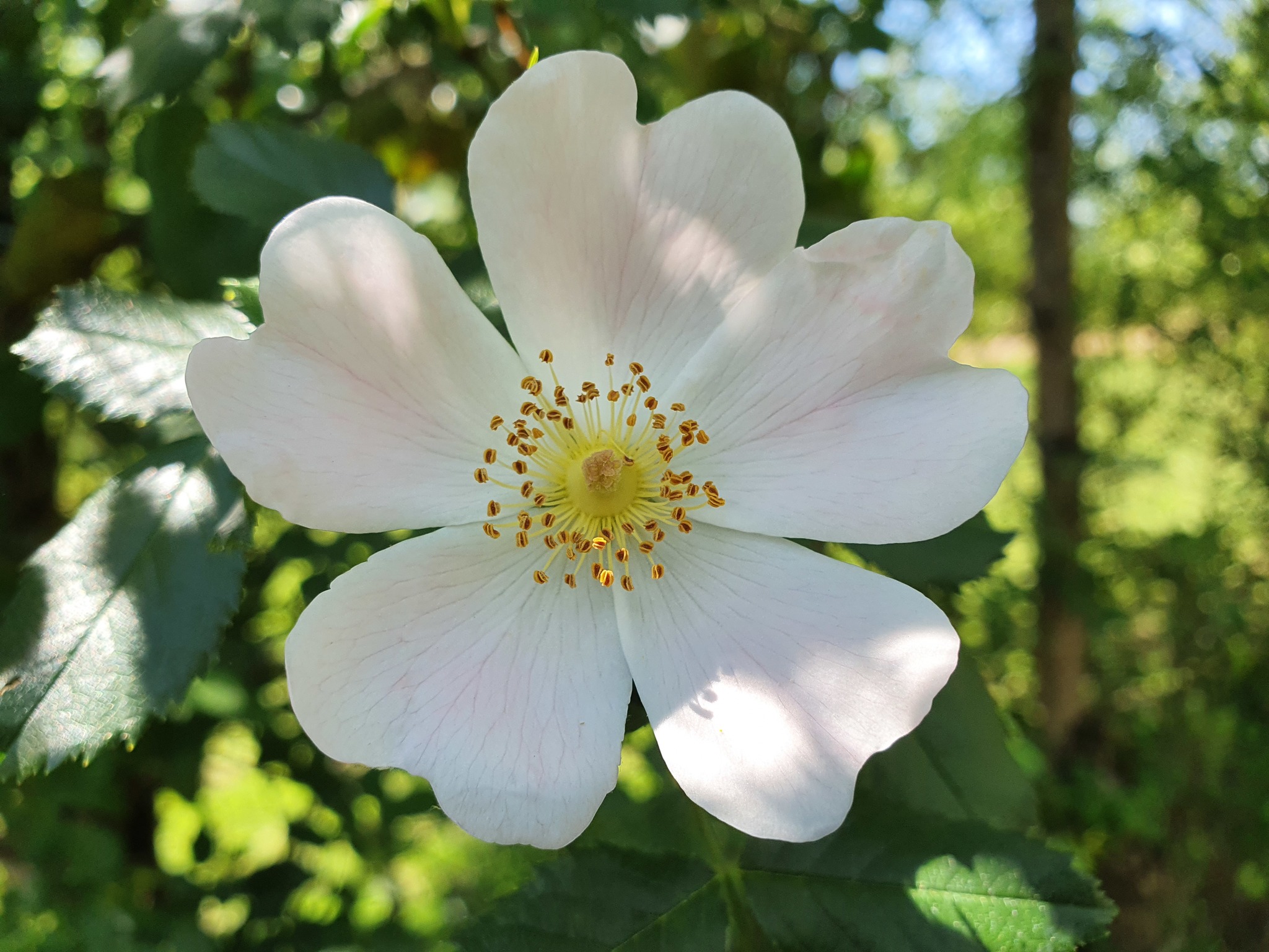Photo of Dog-rose (10/12)