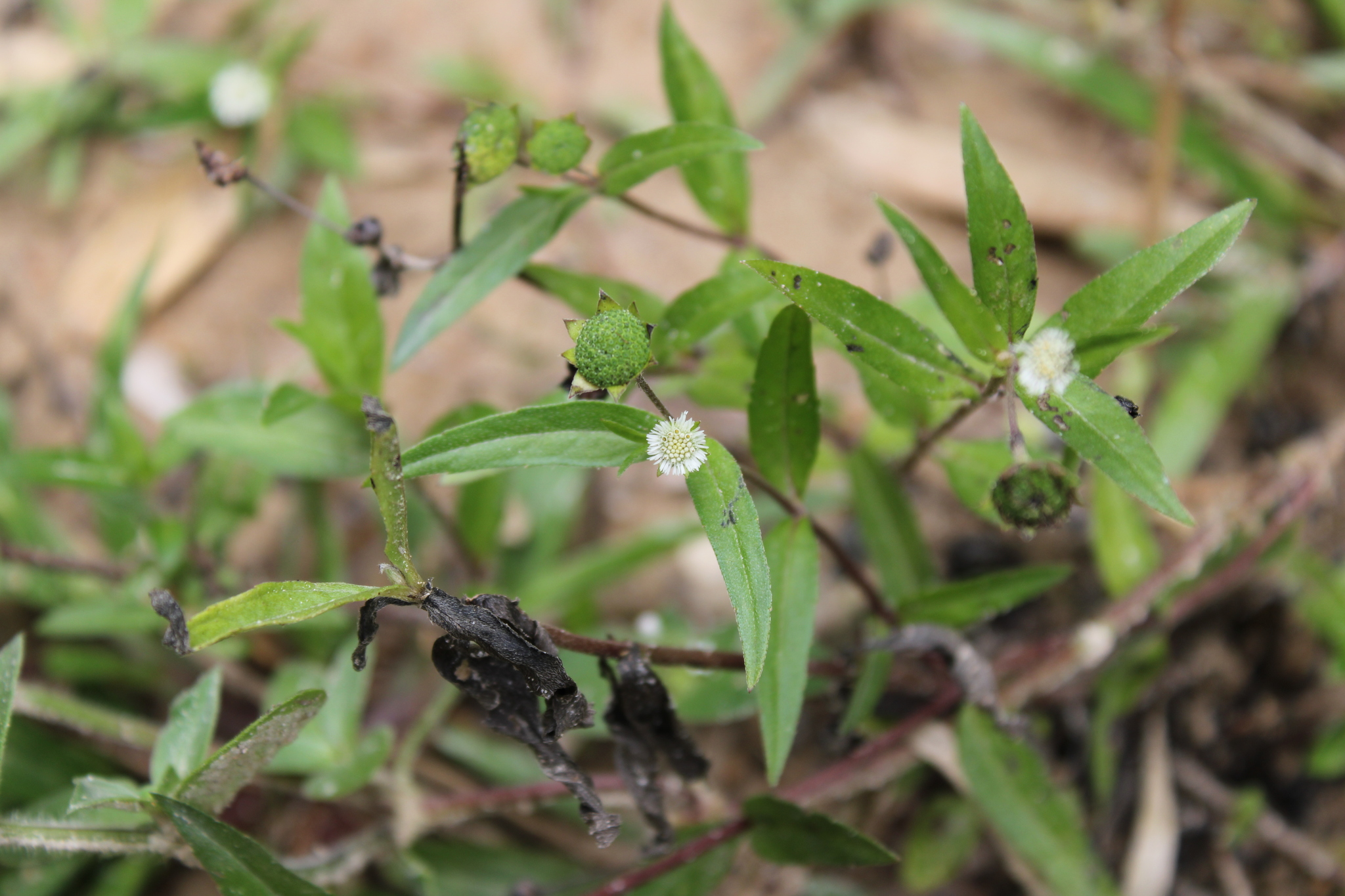 Photo of False Daisy (6/8)