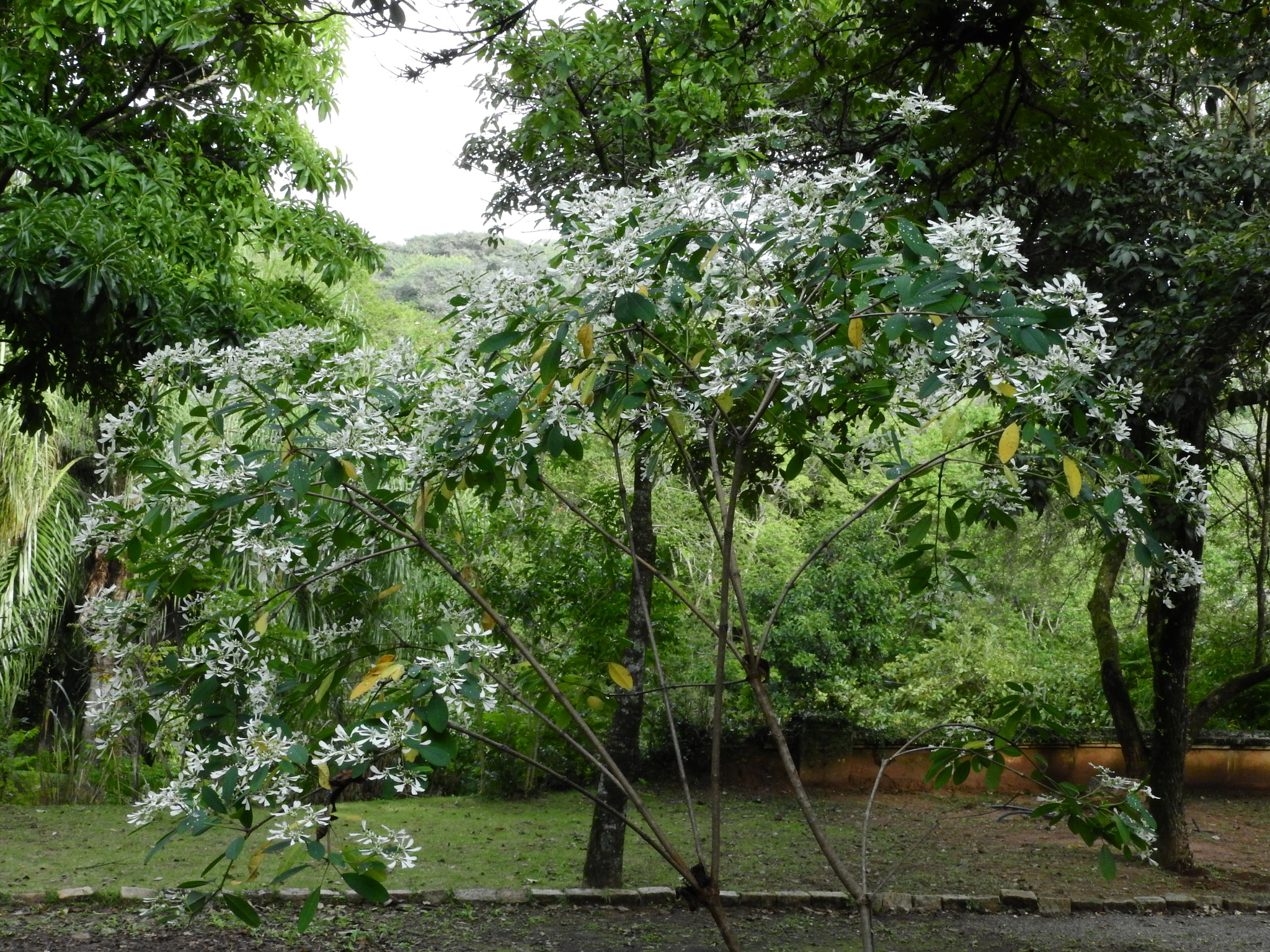 Photo of pascuita (1/8)