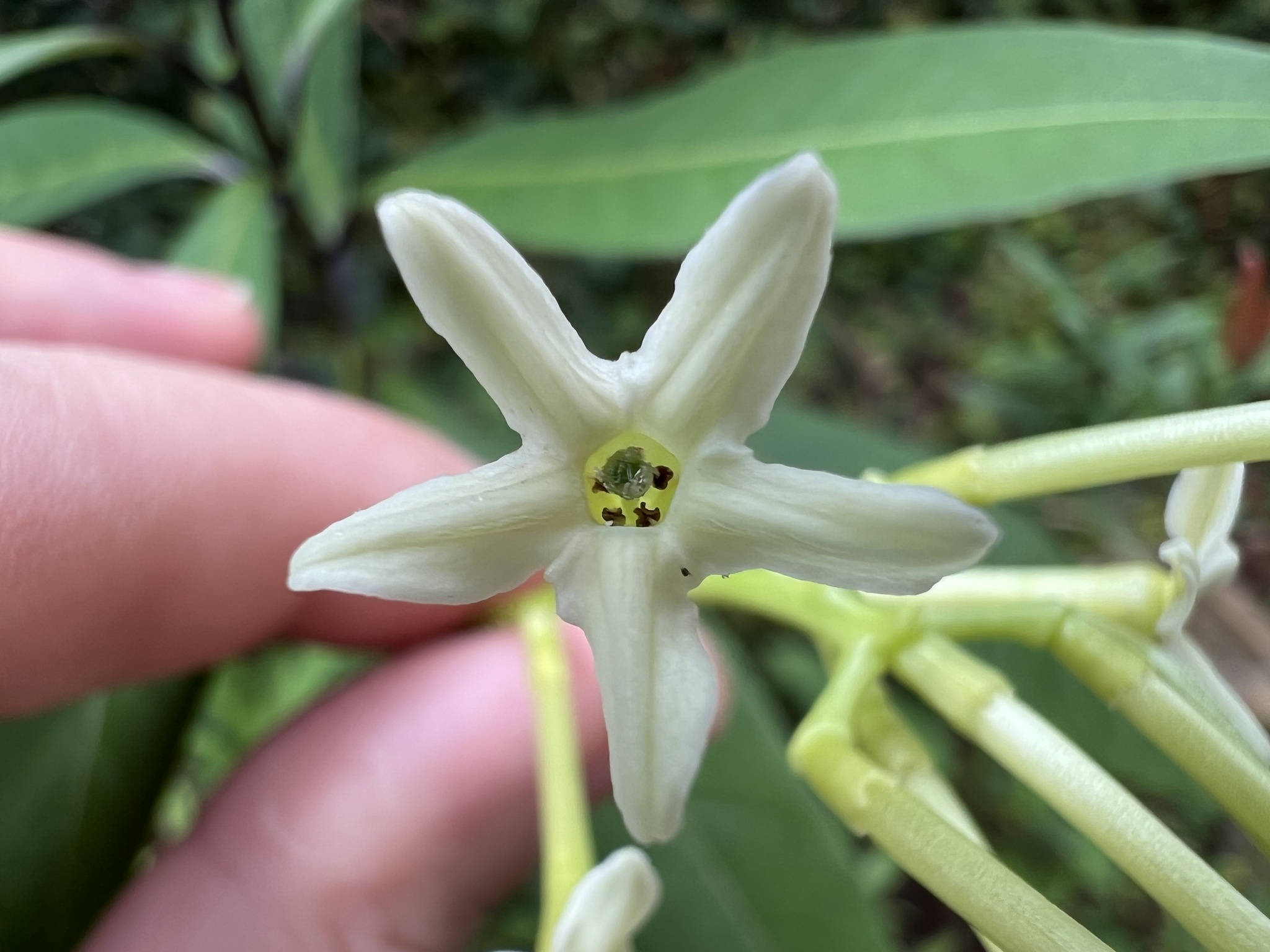 Photo of Plantae (2/7)
