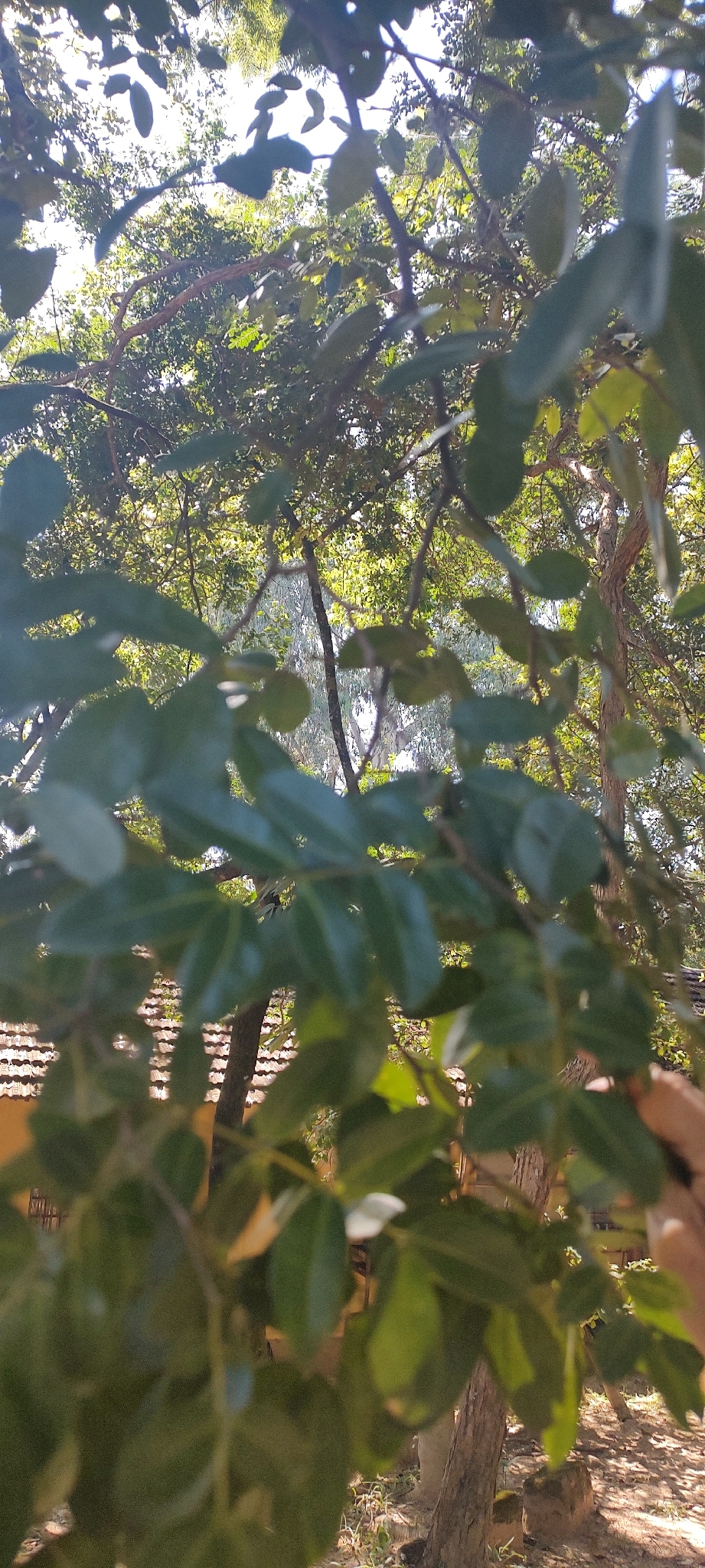 Photo of Copaifera arenicola (3/8)