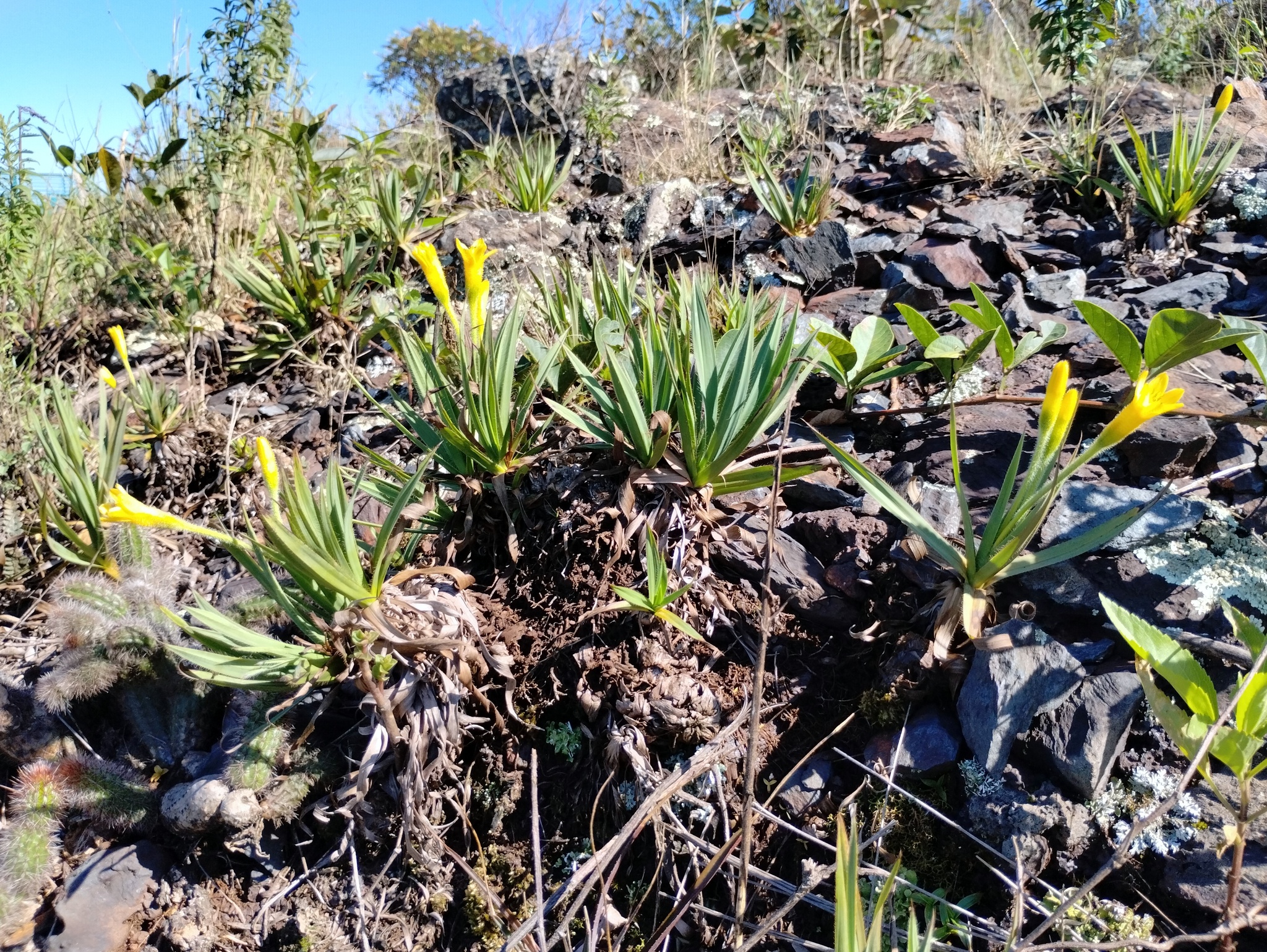 Photo of Barbacenia williamsii (5/10)
