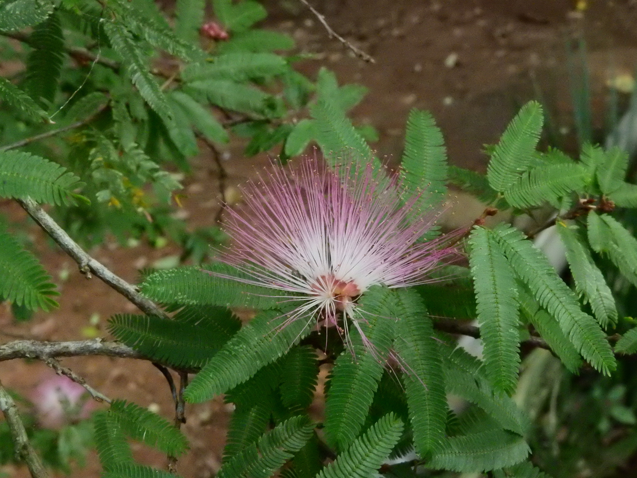 Photo of Pink Powderpuff (8/9)
