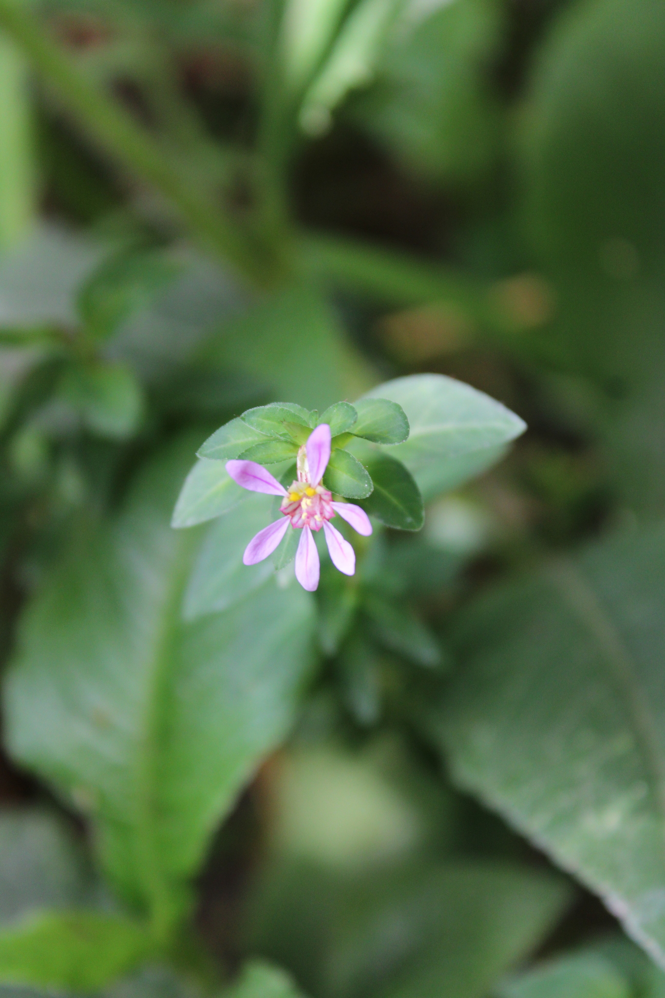 Photo of False heather (6/7)