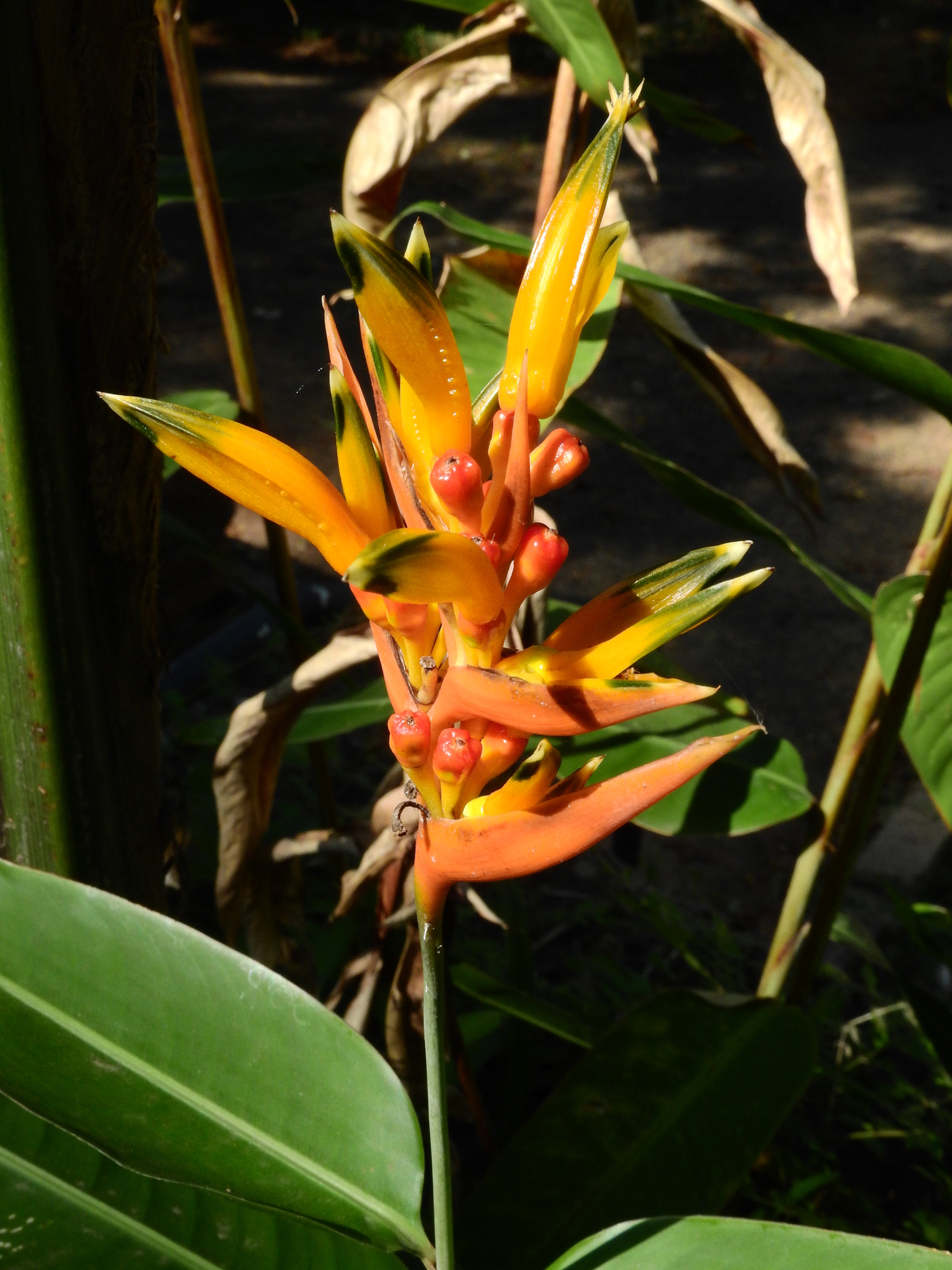 Photo of Parrot's Beak (10/11)