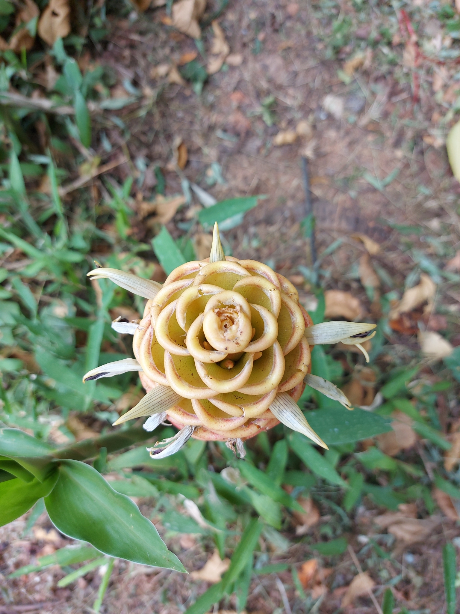 Photo of beehive ginger (1/6)