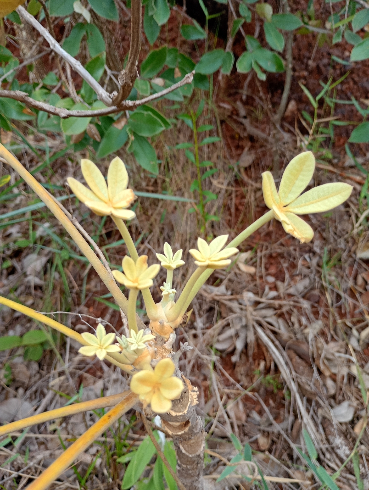 Photo of Plantae (3/5)