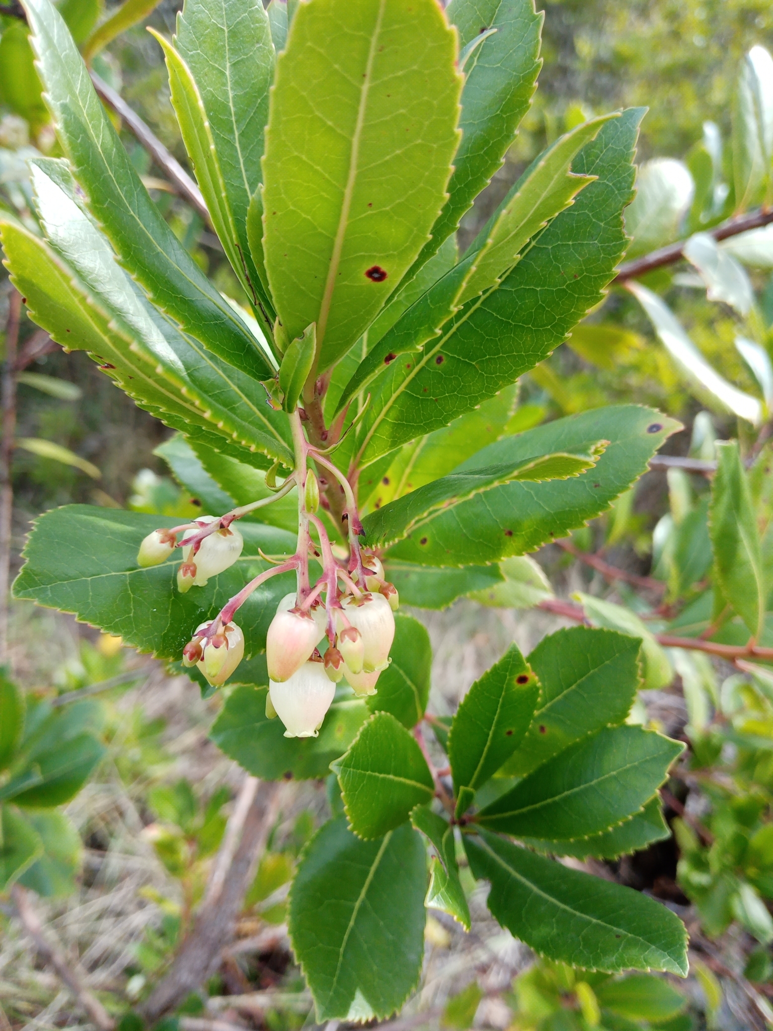 Photo of strawberry tree (8/10)