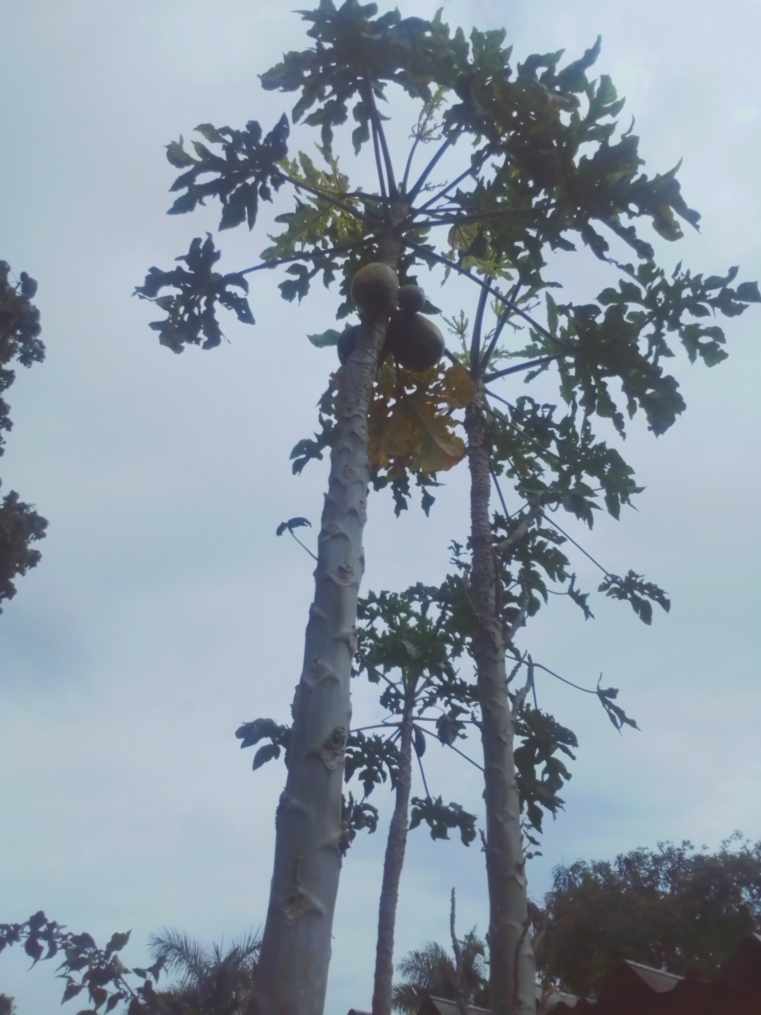 Photo of Papaya (3/12)