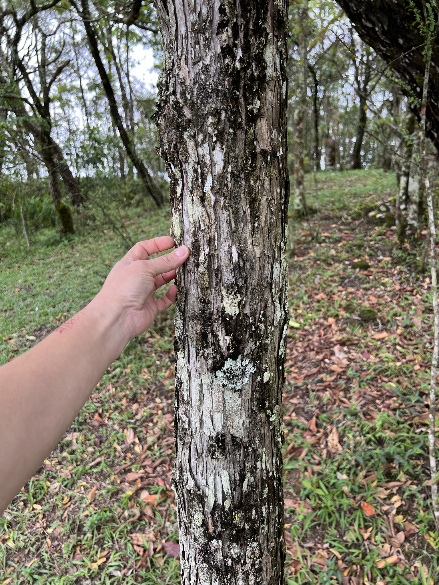 Photo of Malpighiales (7/7)