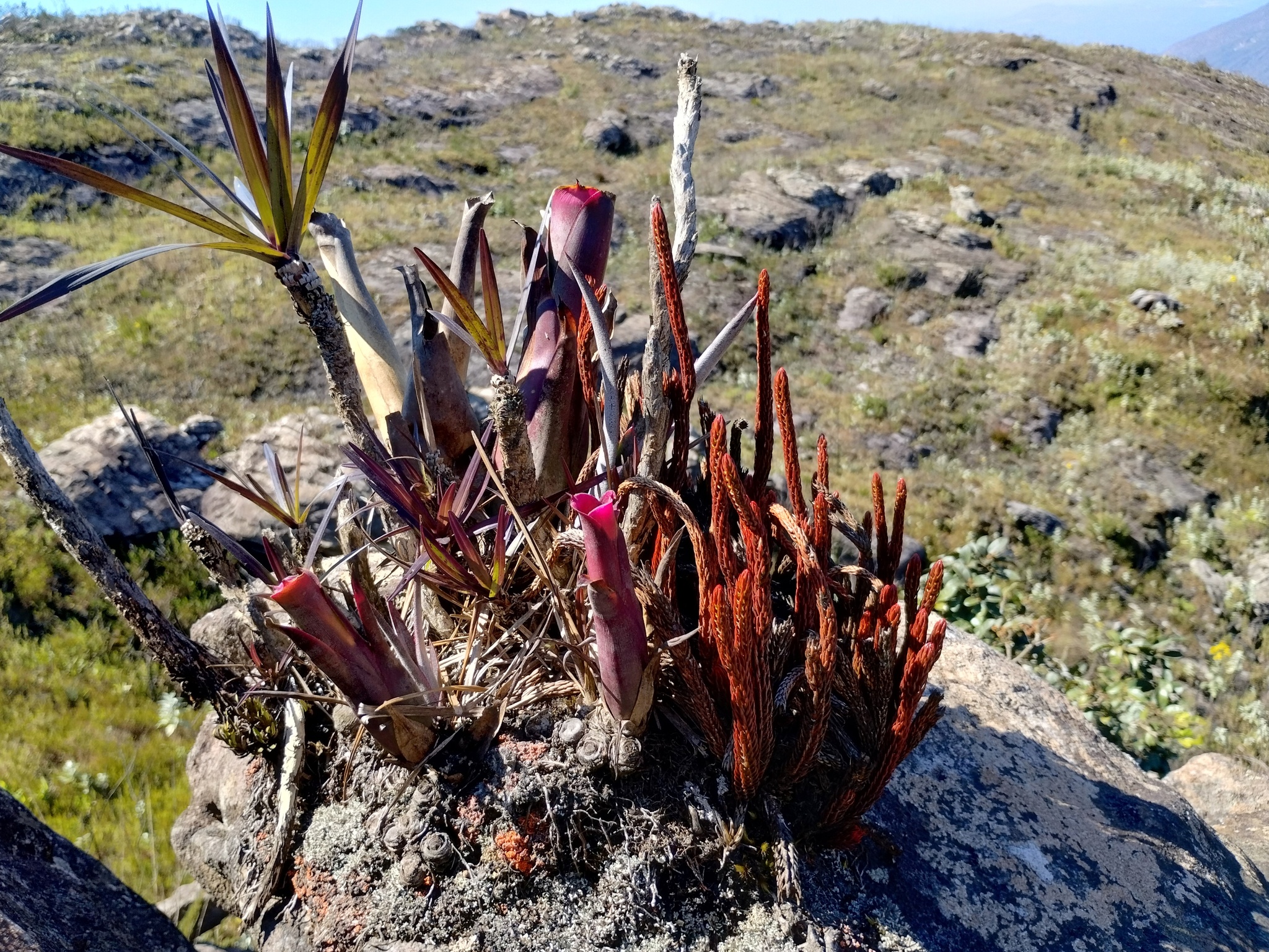 Photo of Phlegmariurus ruber (6/12)