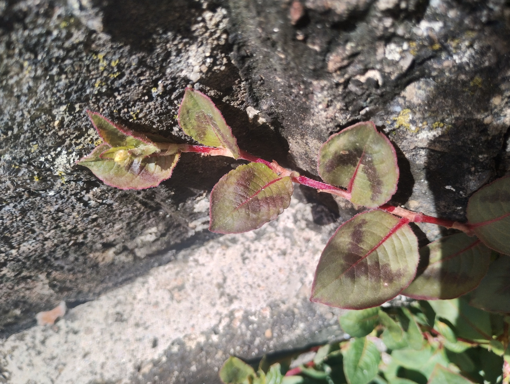 Photo of pink knotweed (1/8)