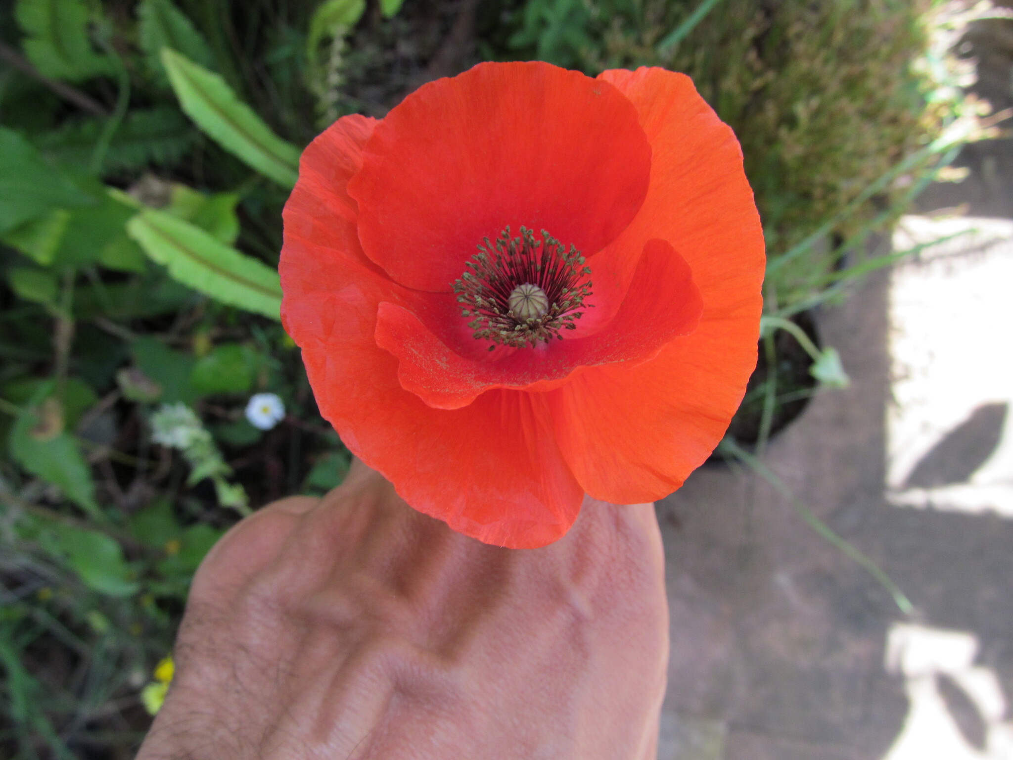 Photo of common poppy (8/12)