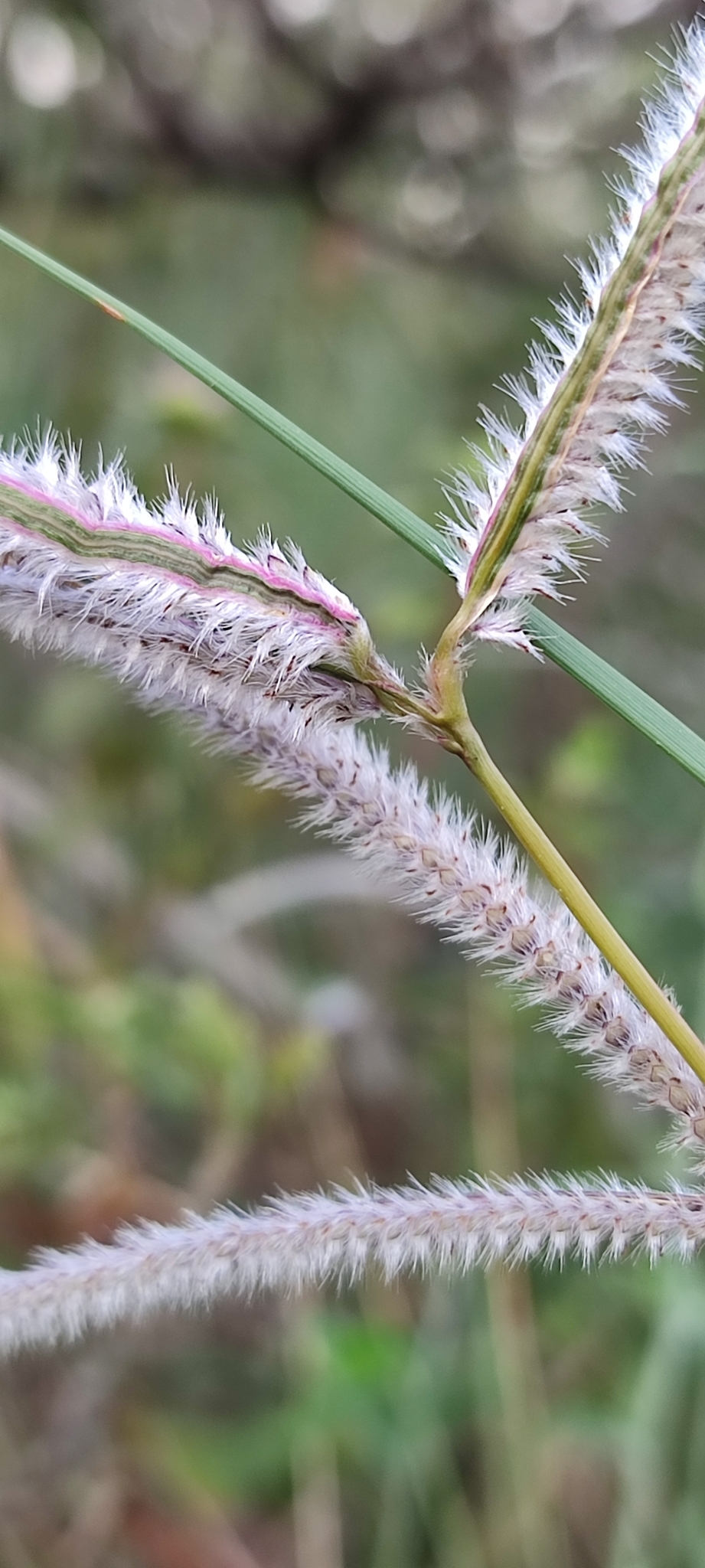 Photo of Paspalum eucomum (5/12)