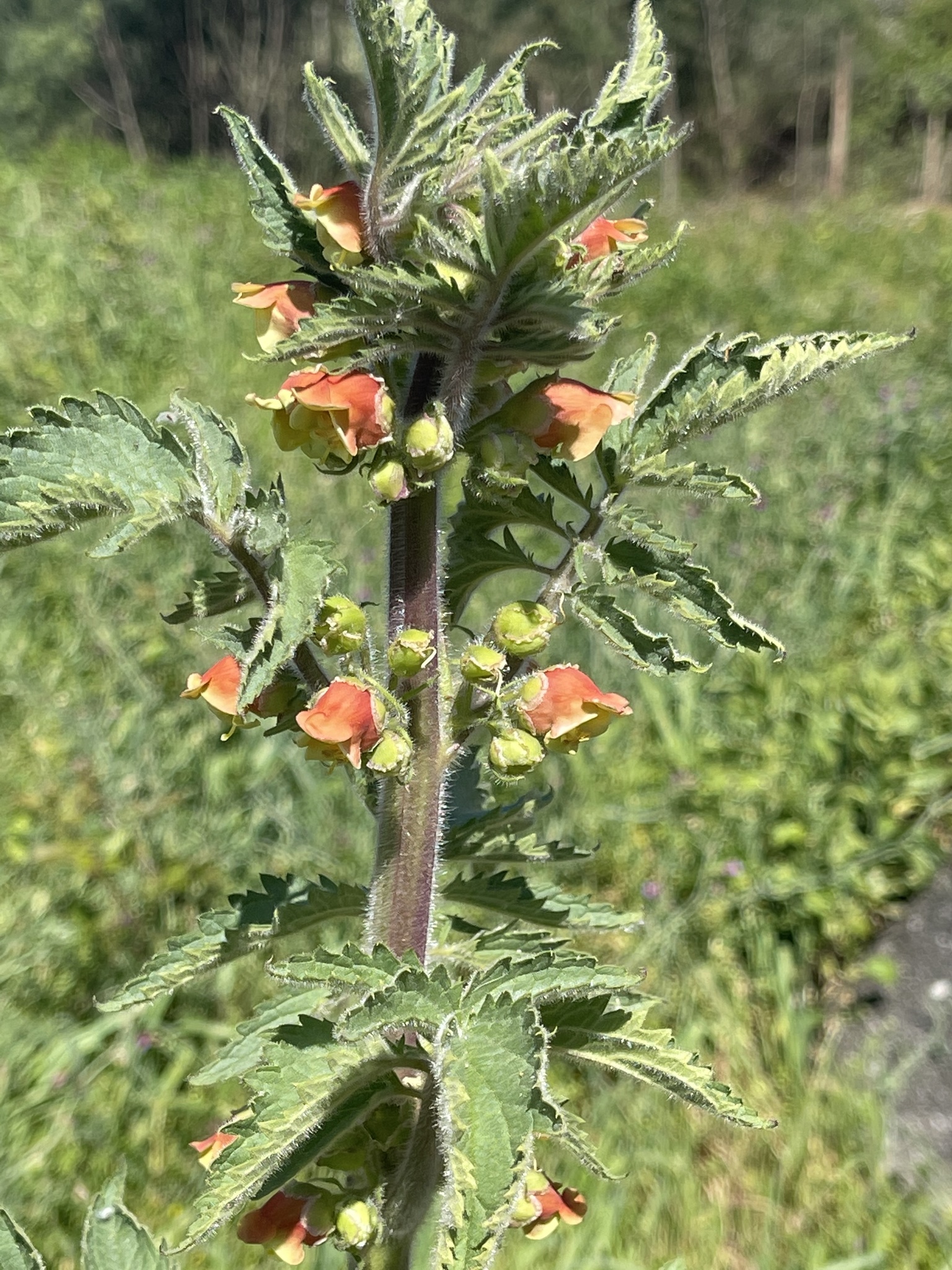 Photo of Scrophularia grandiflora (6/12)