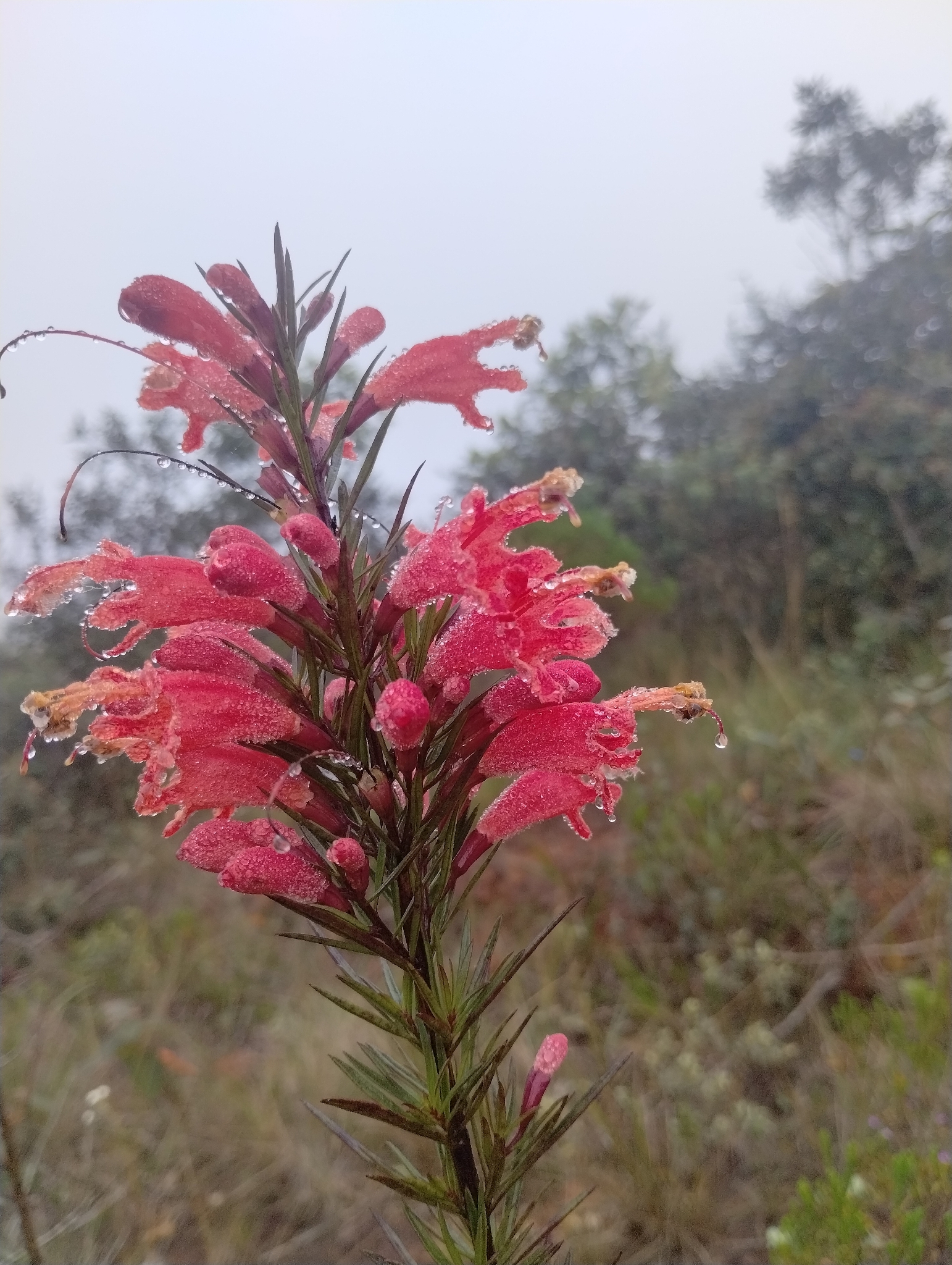 Photo of Esterhazya splendida (9/10)