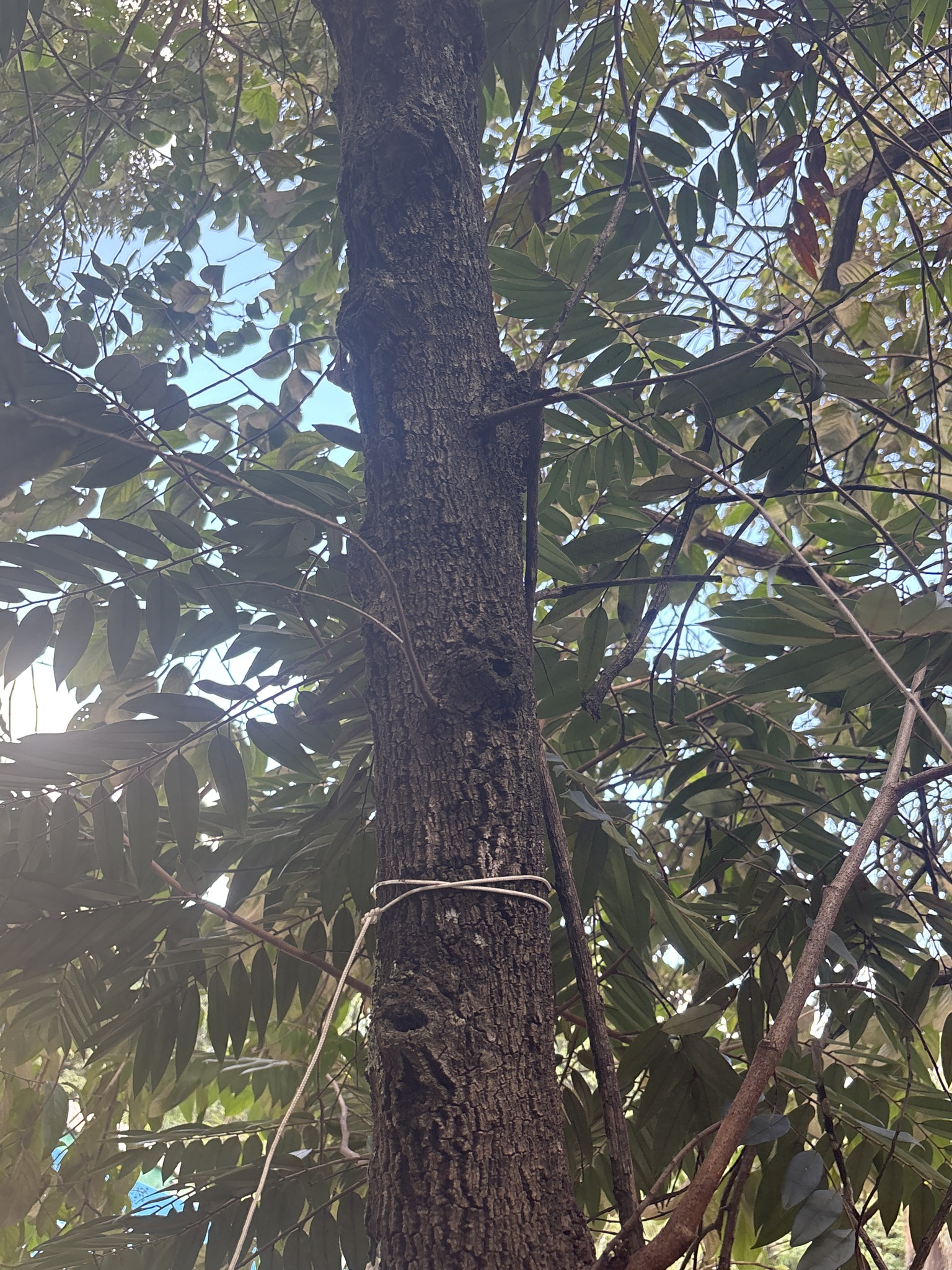 Photo of Xylopia aromatica (1/8)