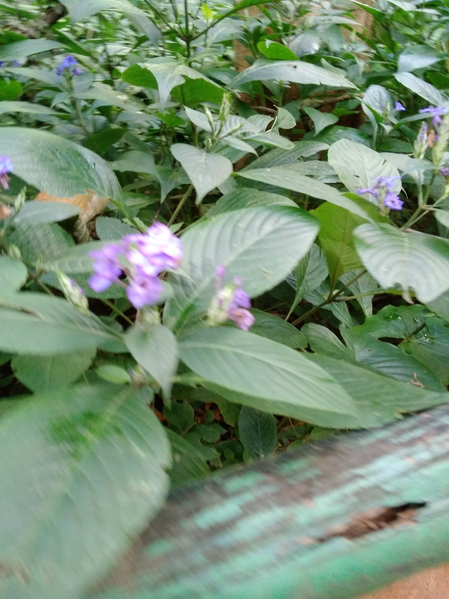 Photo of Blue Eranthemum (1/6)