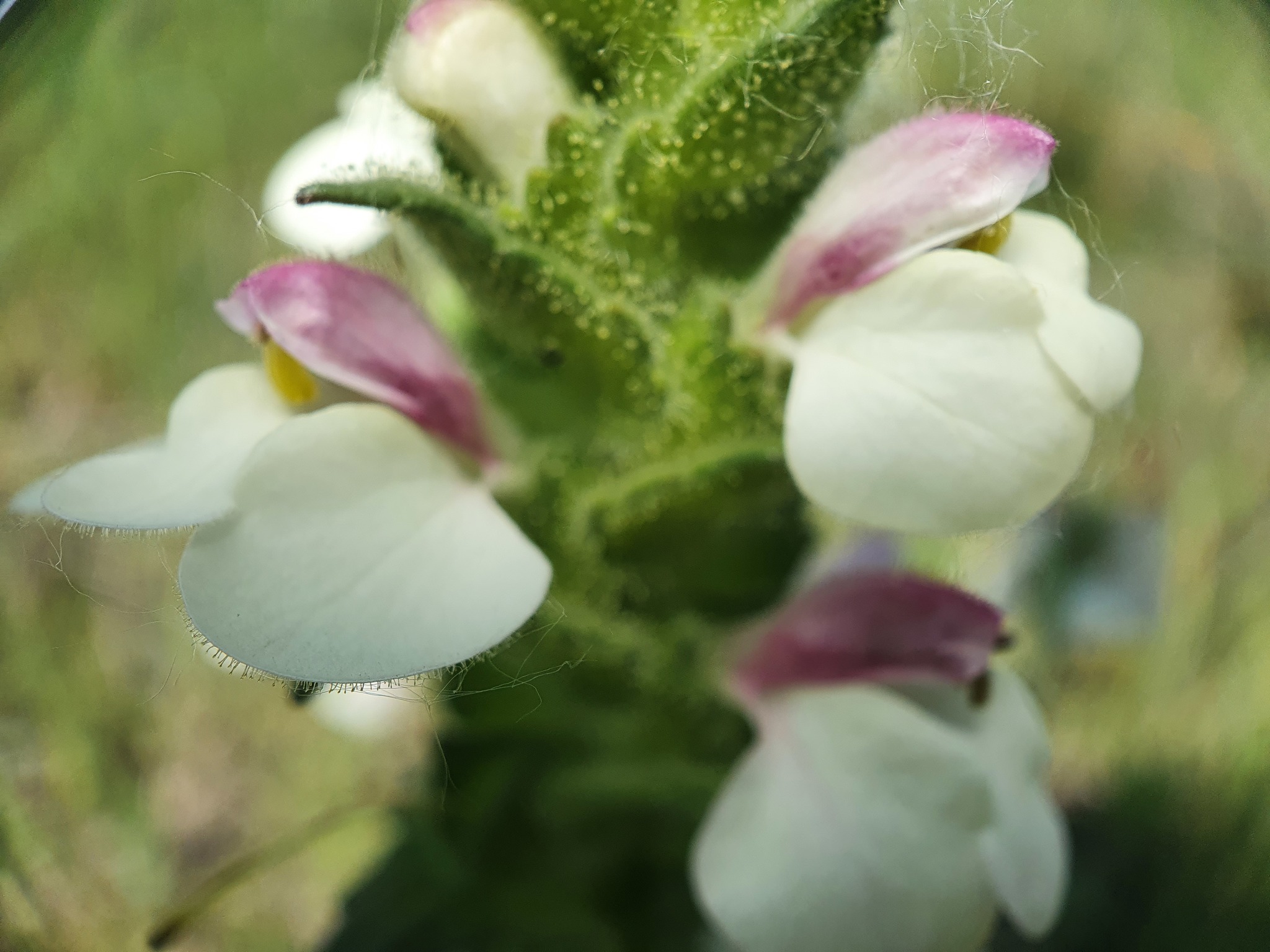 Photo of Mediterranean lineseed (8/10)