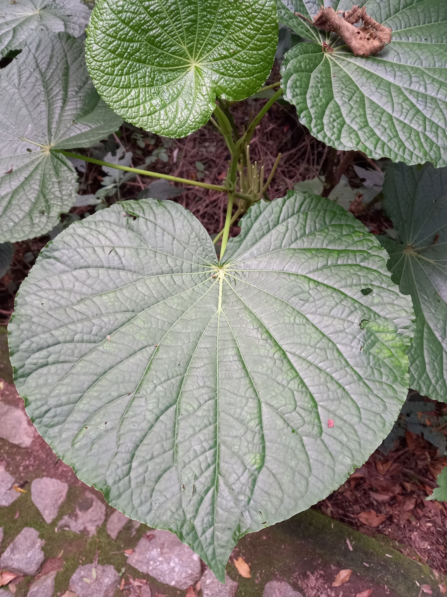 Photo of pariparoba (4/12)