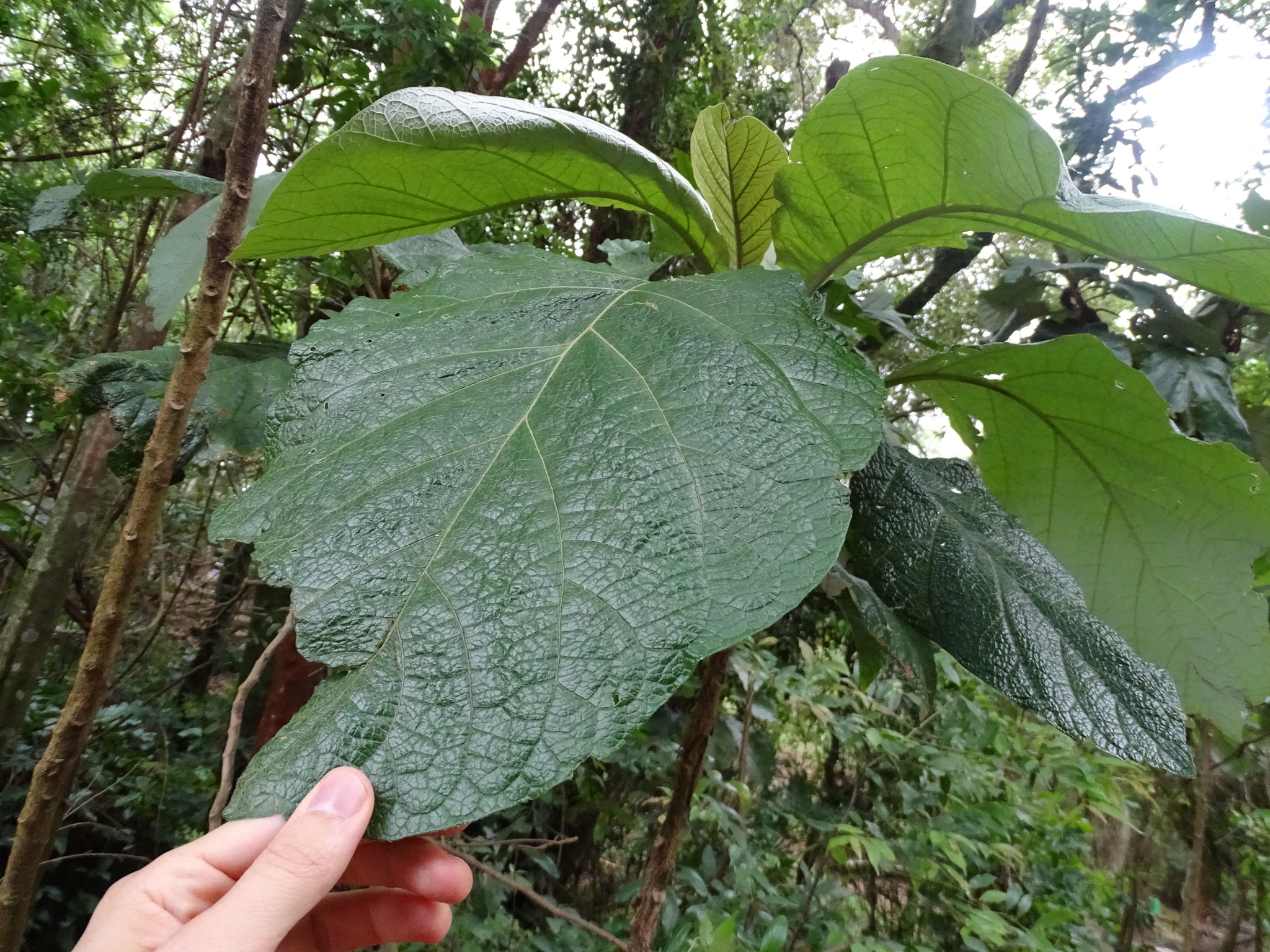 Photo of Solanum cernuum (1/7)