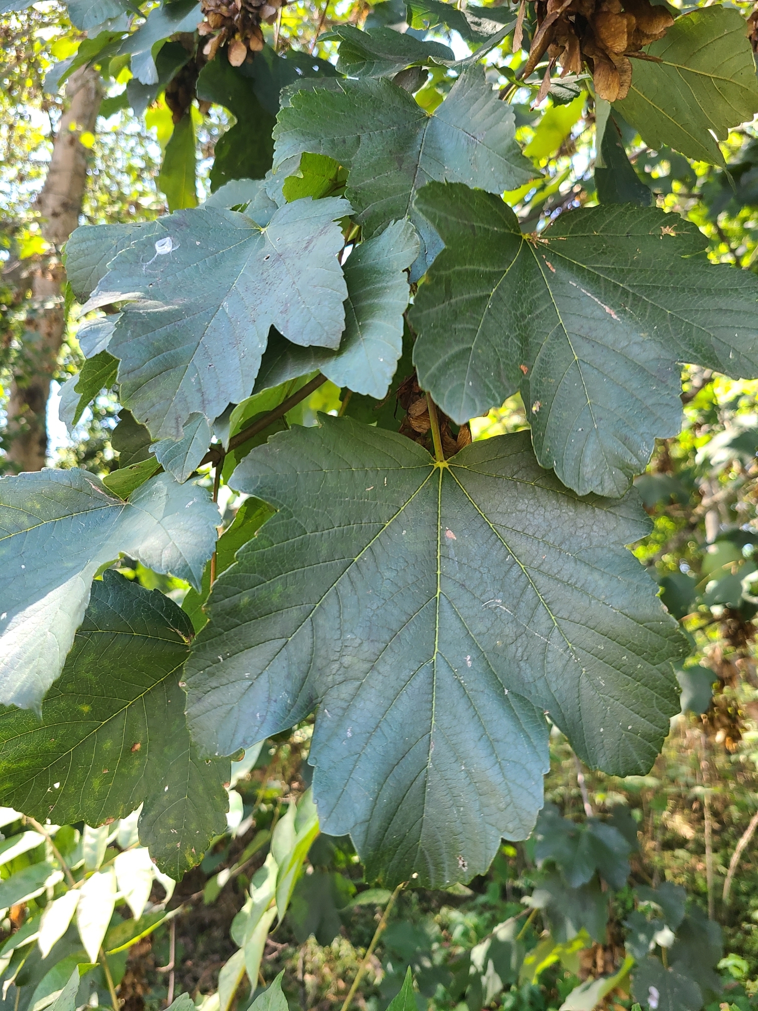Photo of sycamore maple (8/12)