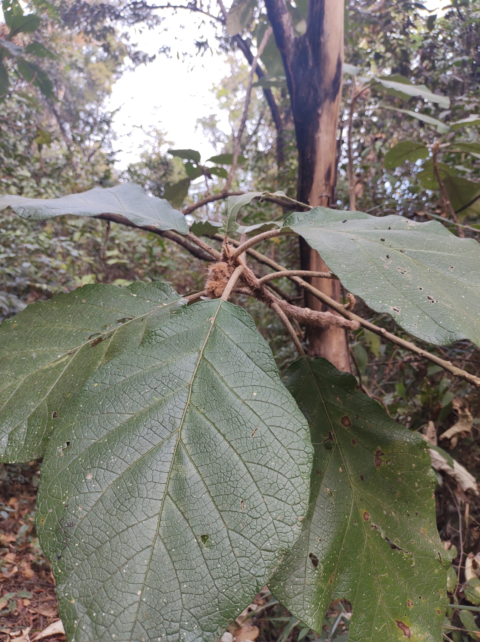 Photo of Solanum cernuum (7/7)
