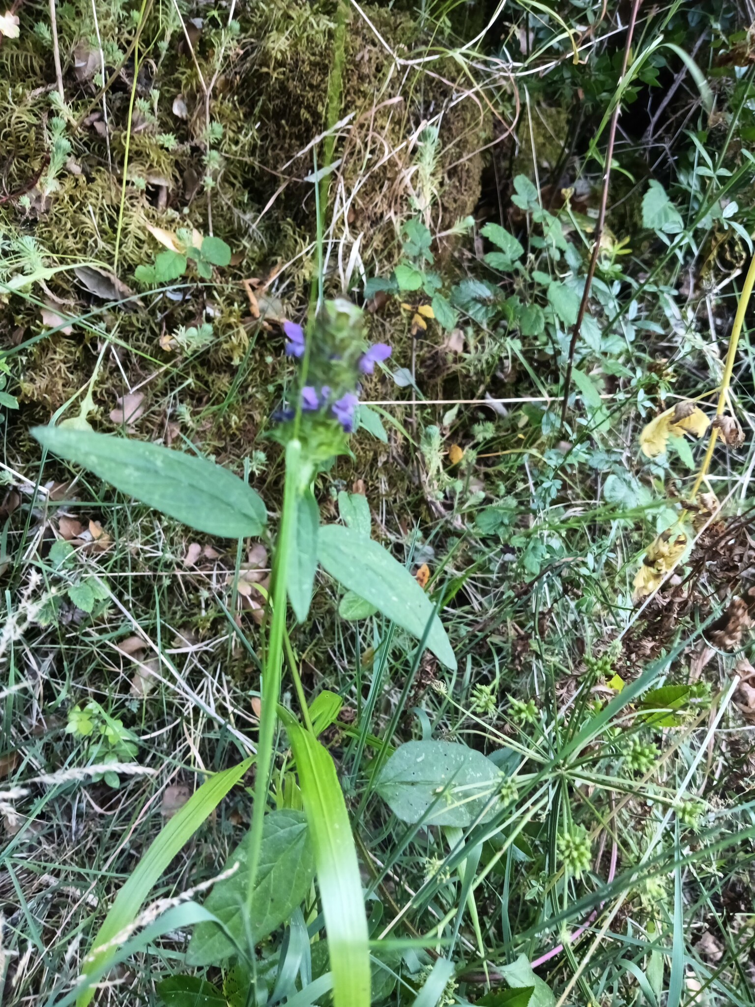 Photo of common selfheal (10/12)