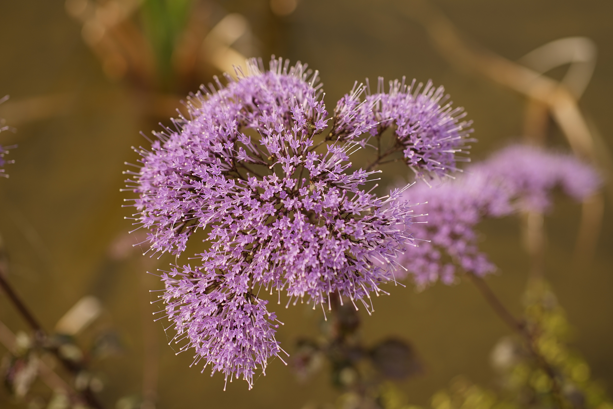 Photo of Throatwort (7/12)