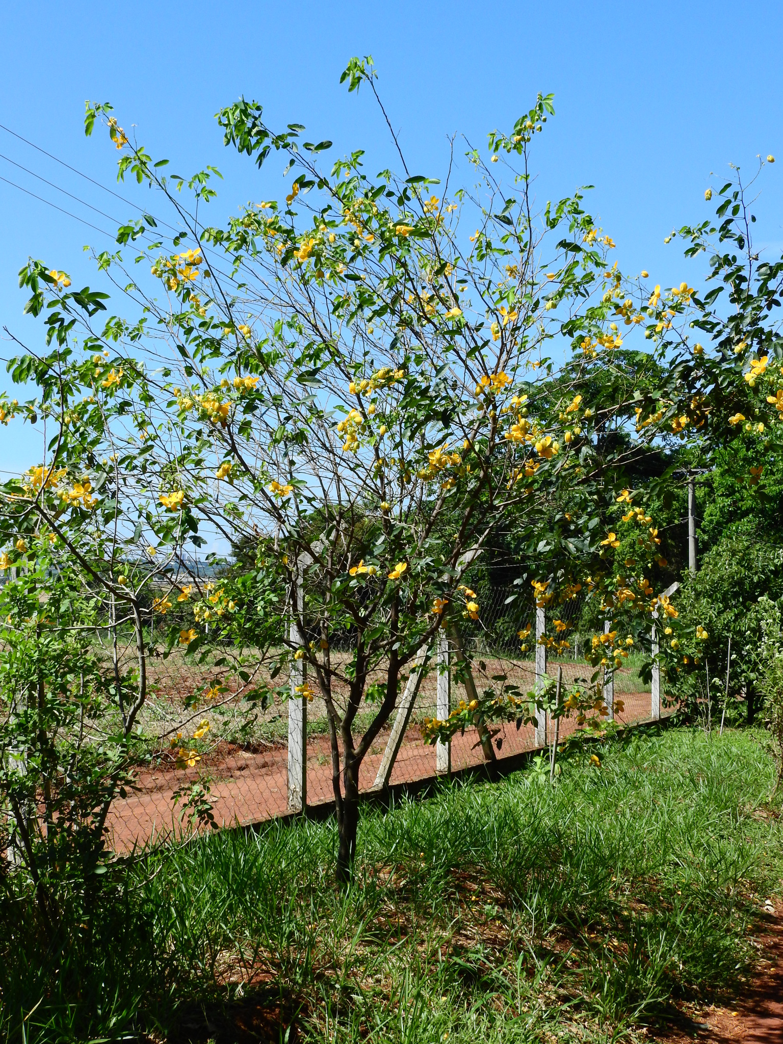 Photo of Senna (2/7)