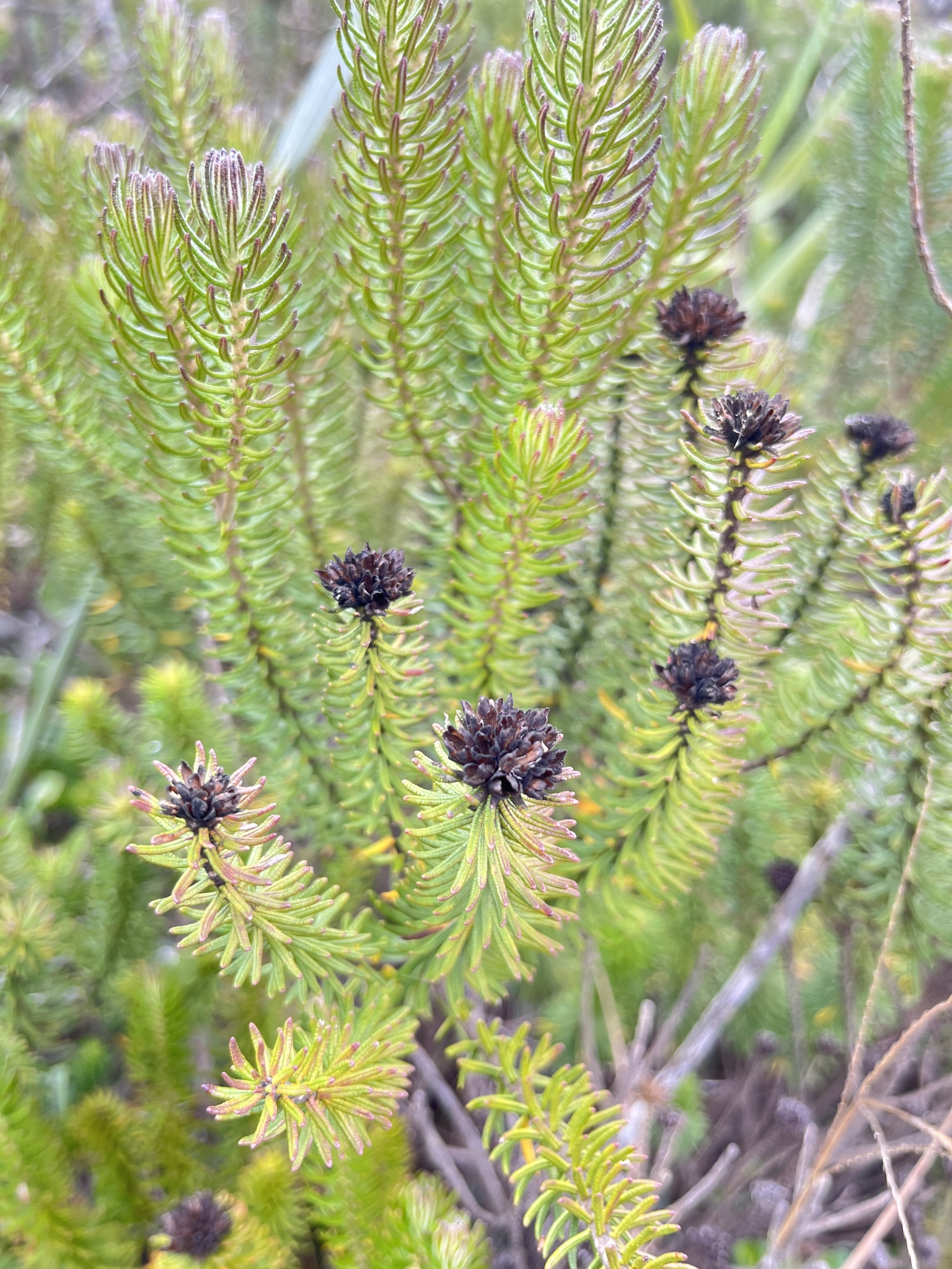 Photo of Lychnophora pinaster (3/12)