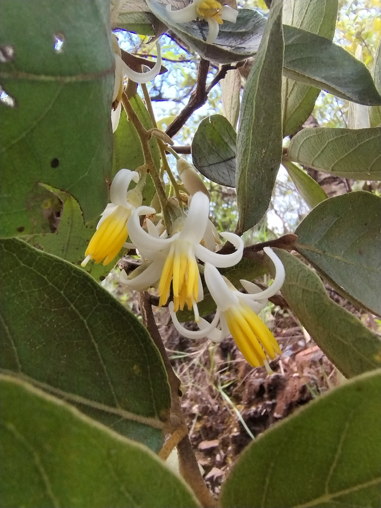 Photo of Styrax ferrugineus (1/5)