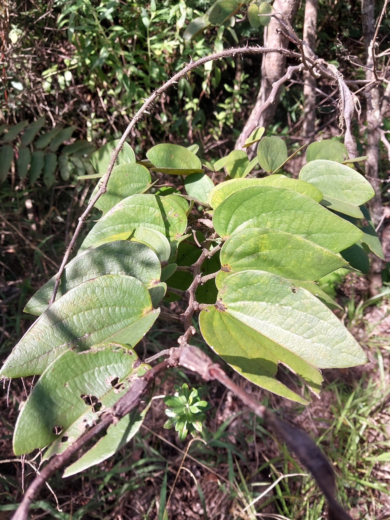 Photo of Bauhinia rufa (6/10)