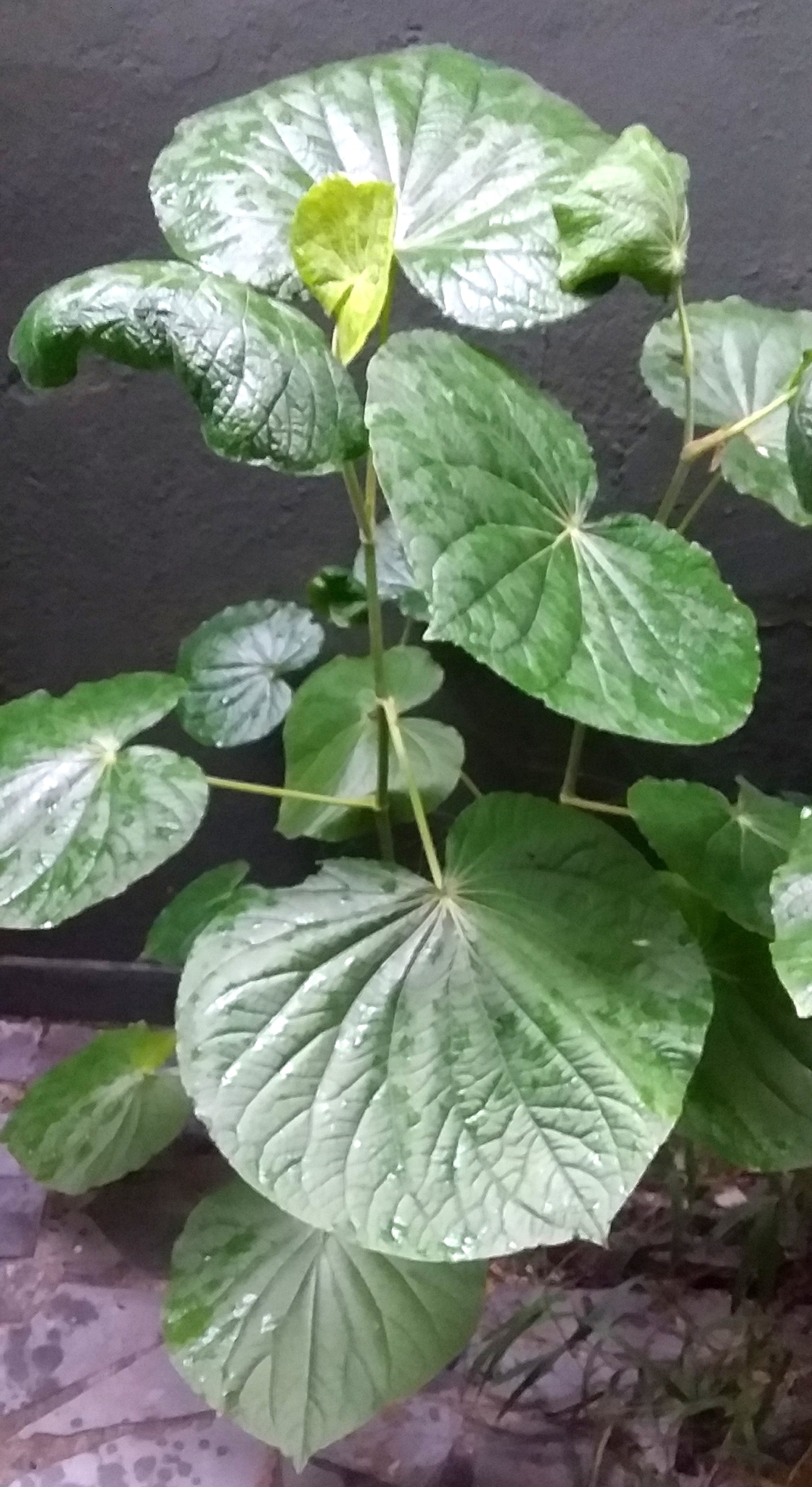 Photo of pariparoba (9/12)
