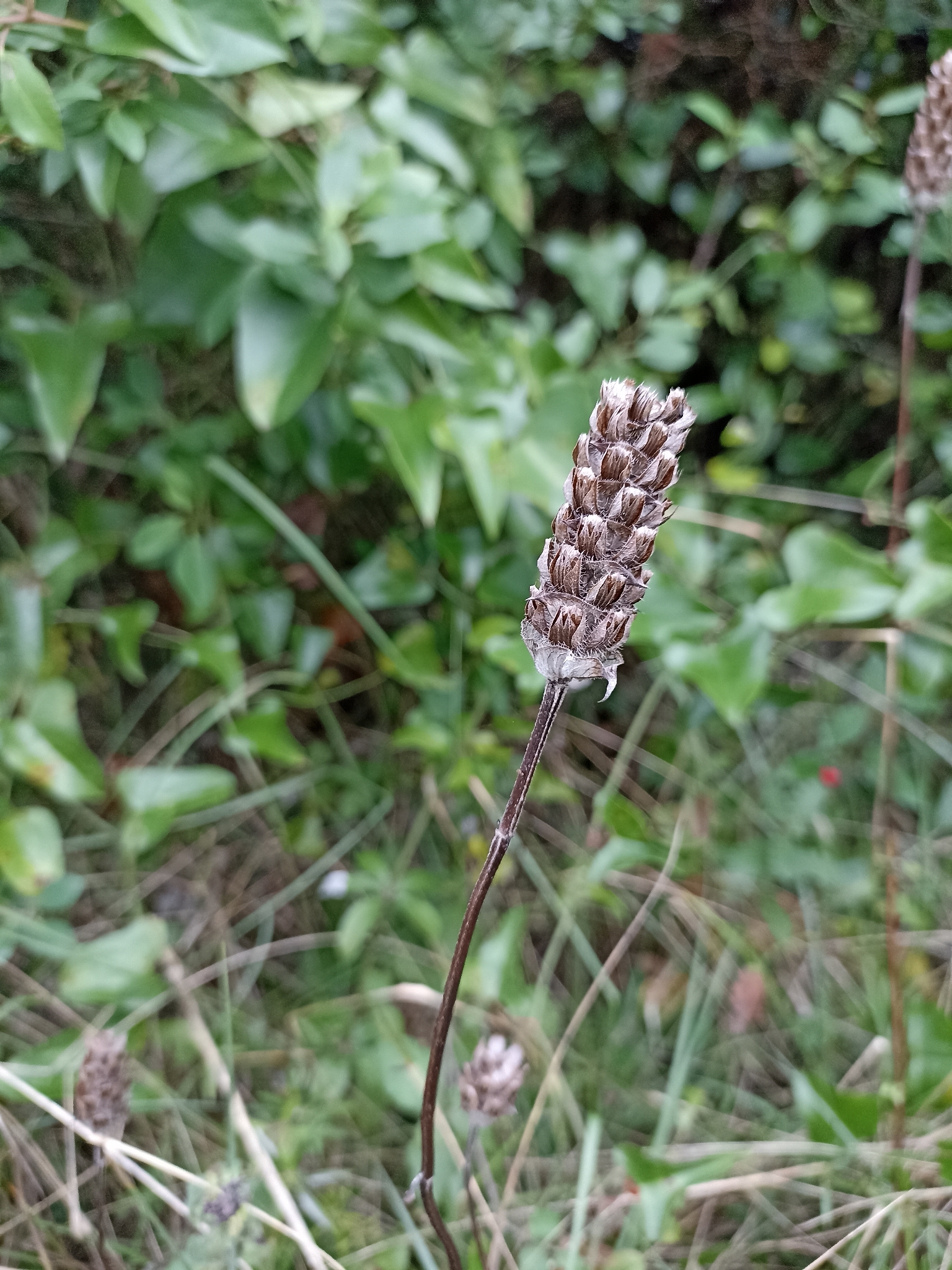 Photo of common selfheal (1/12)