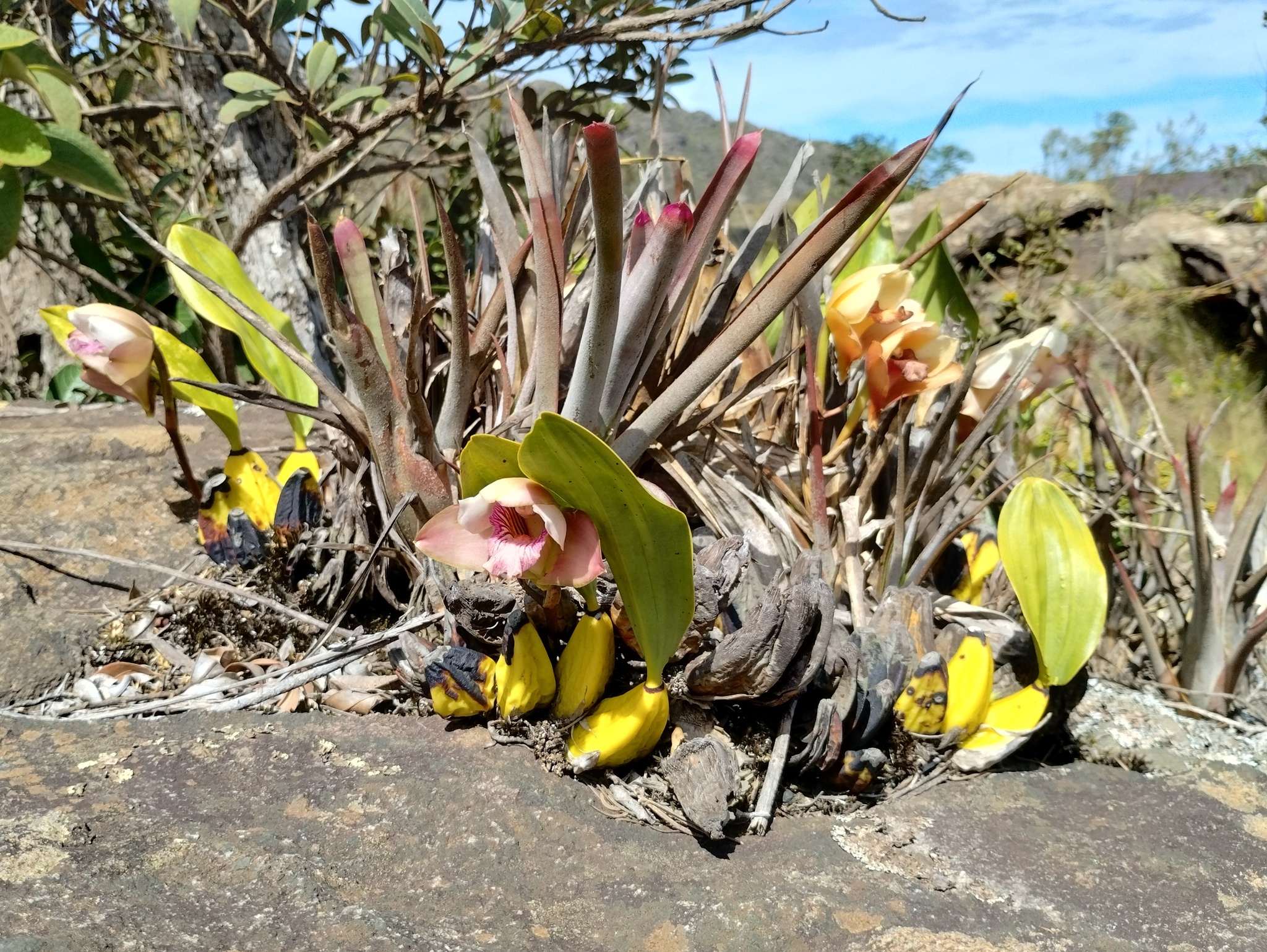 Photo of Bifrenaria harrisoniae (1/10)