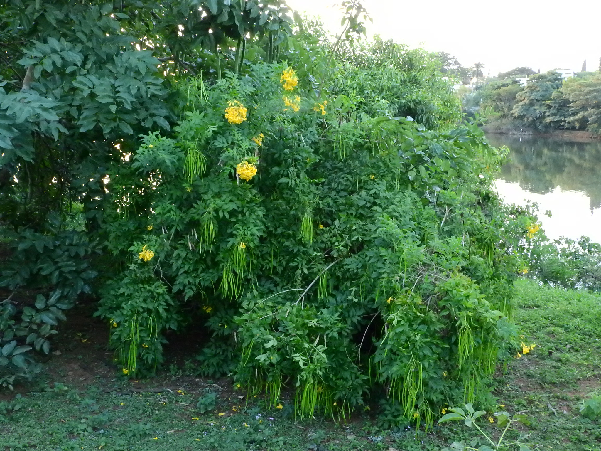 Photo of yellow trumpet flower (5/8)