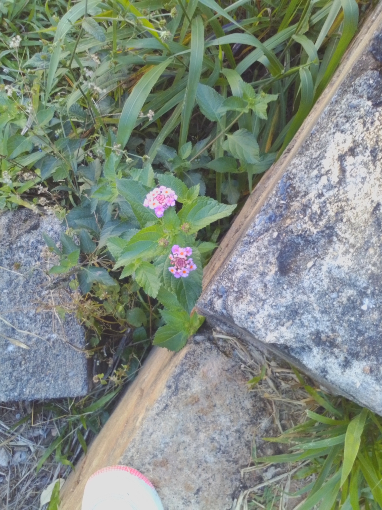 Photo of Ternate Lantana (3/11)