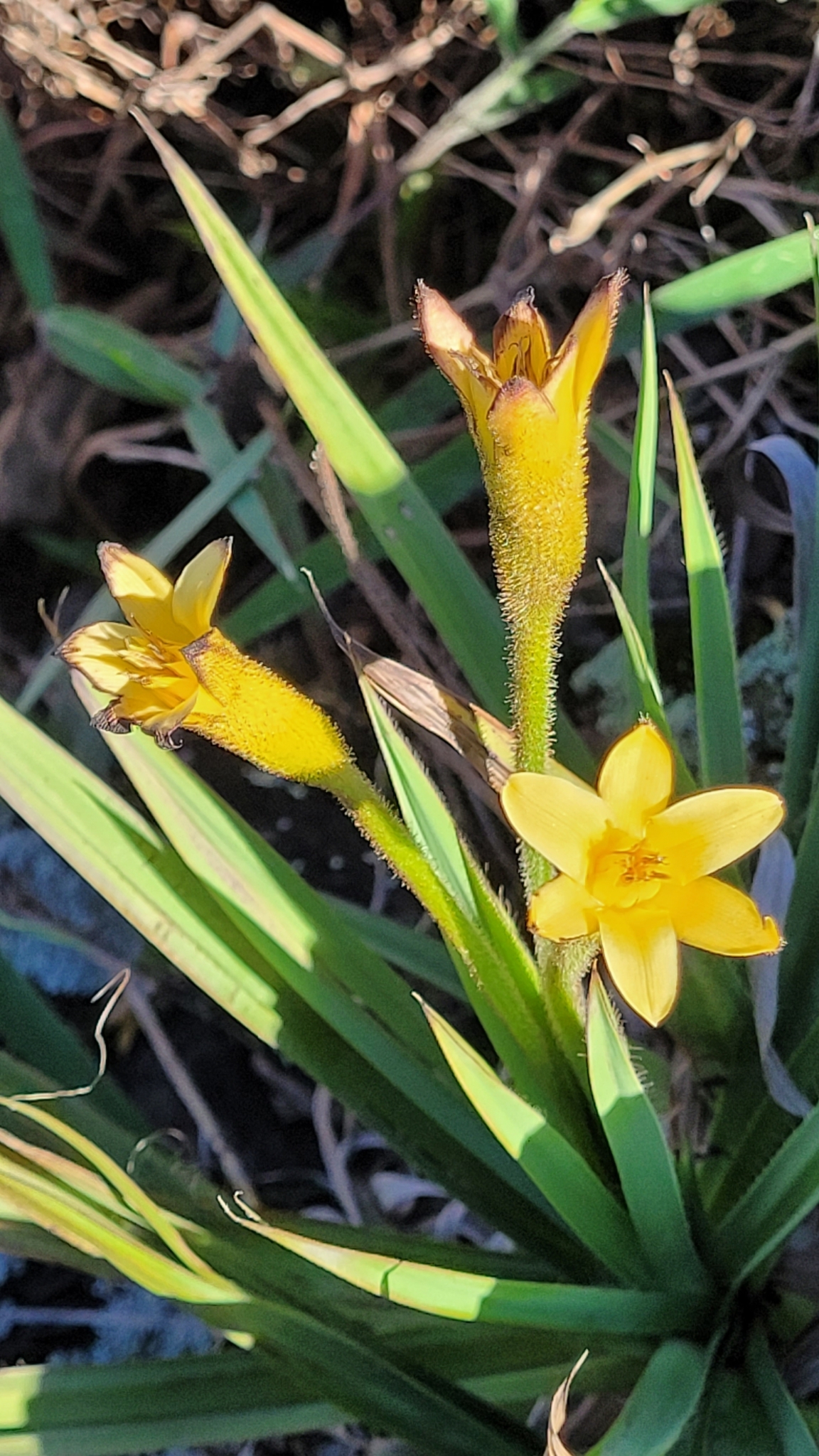 Photo of Barbacenia williamsii (3/10)