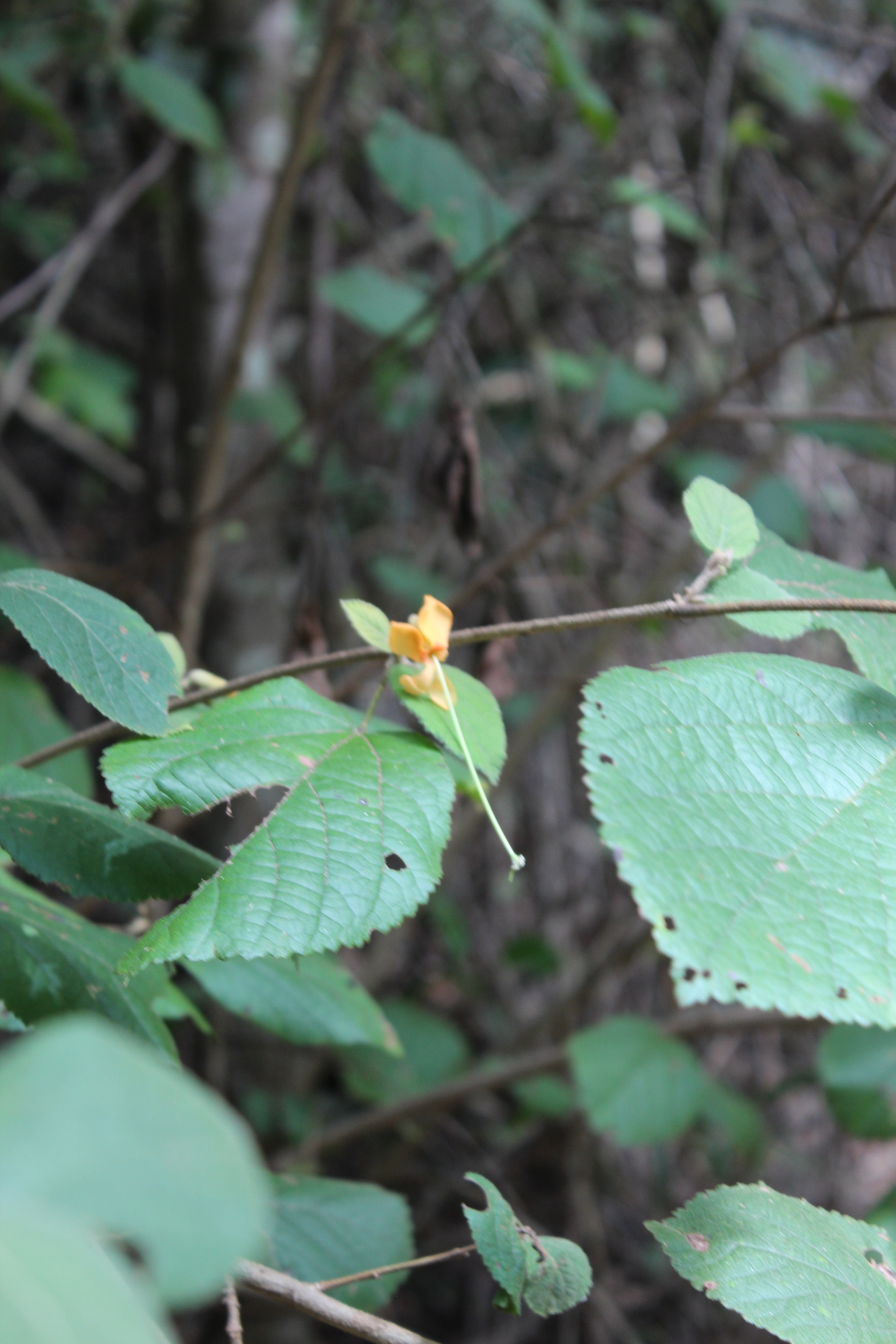 Photo of Angiospermae (2/6)