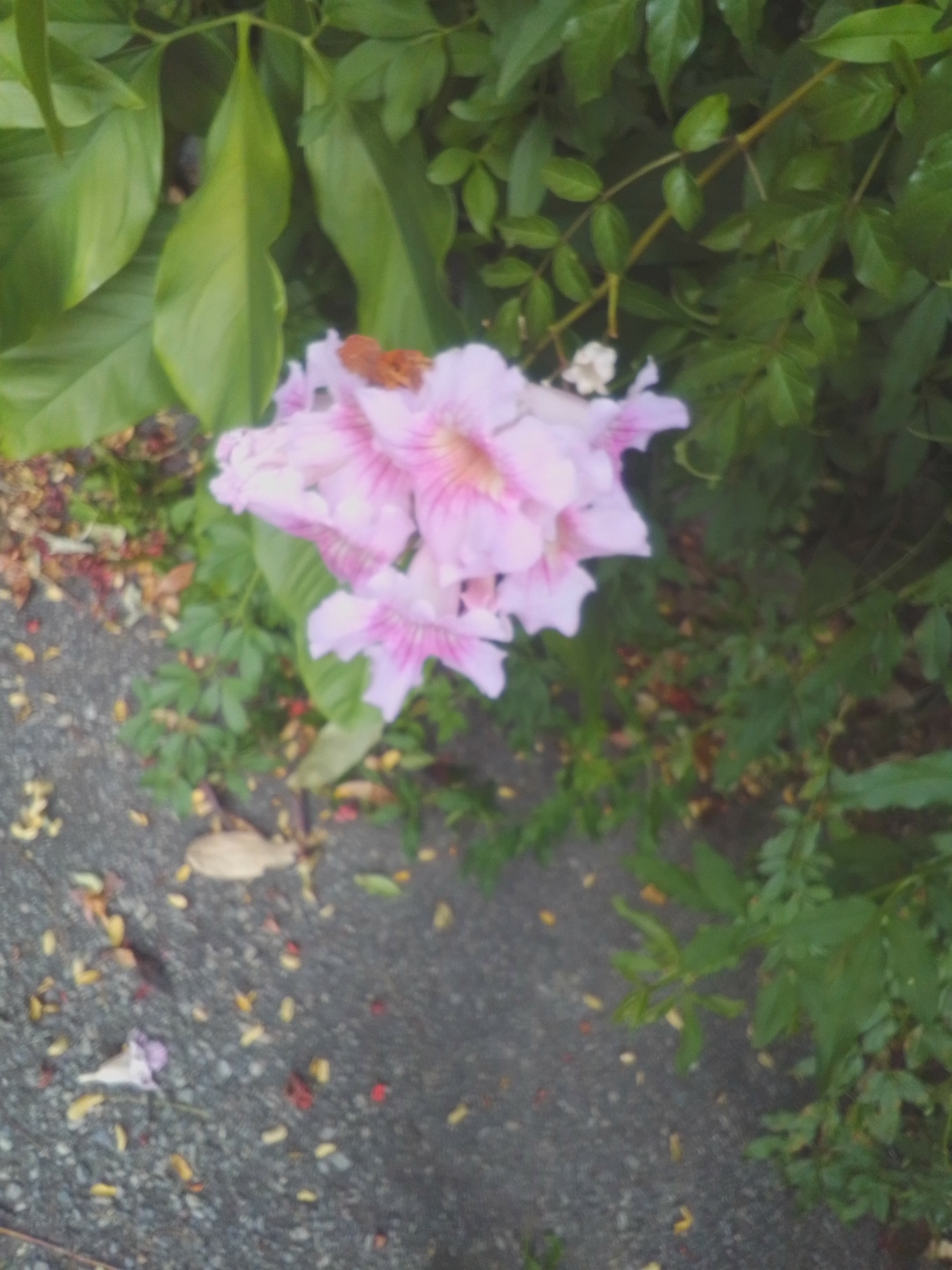 Photo of Pink Trumpet Vine (1/9)