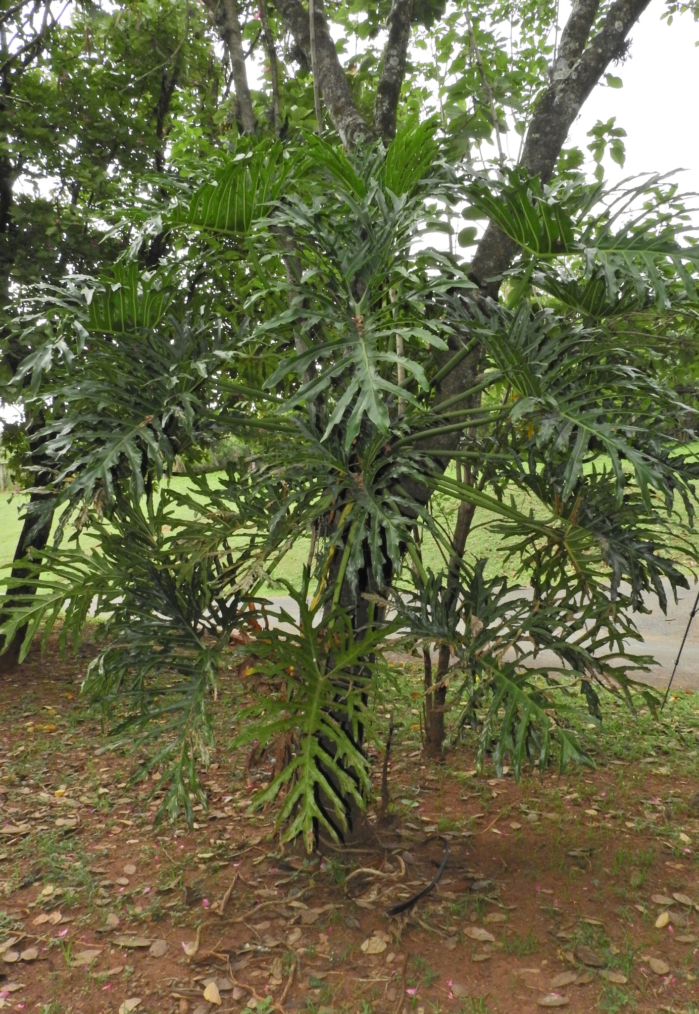 Photo of Tree Philodendron (7/7)