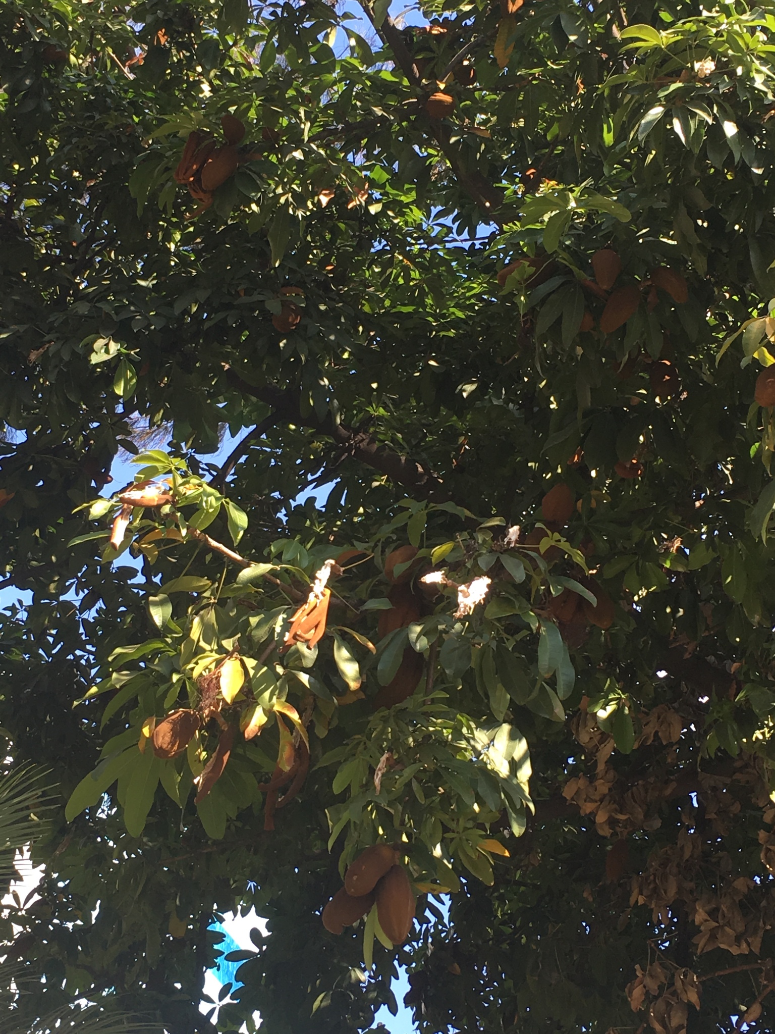 Photo of provision tree (12/12)