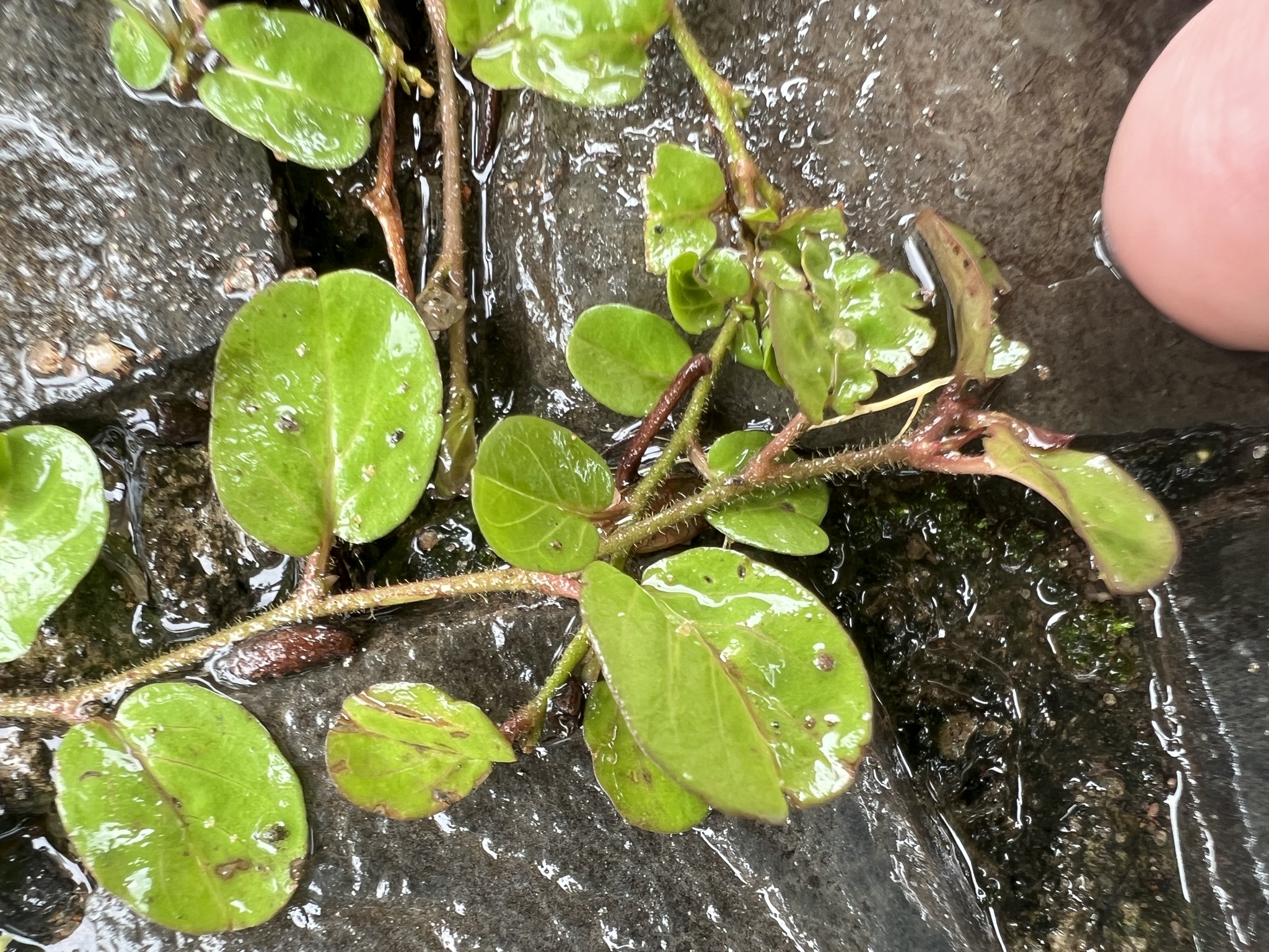 Photo of Dwarf Morning Glory (4/7)