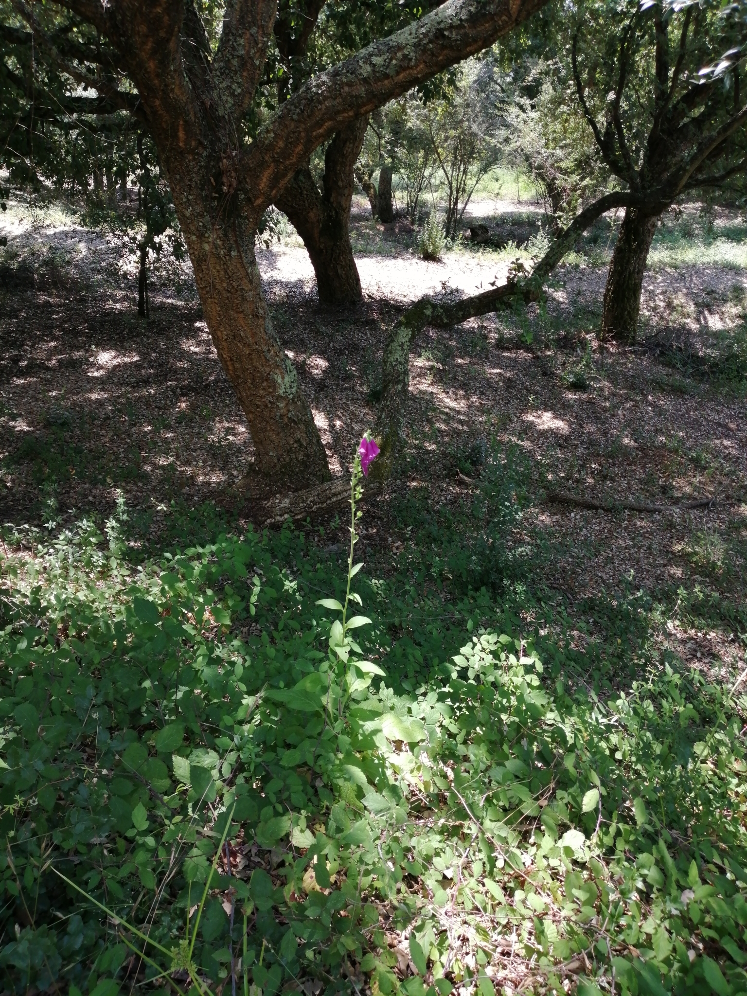 Photo of purple foxglove (1/12)